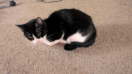 Free Adult Cat to Good Home image 4