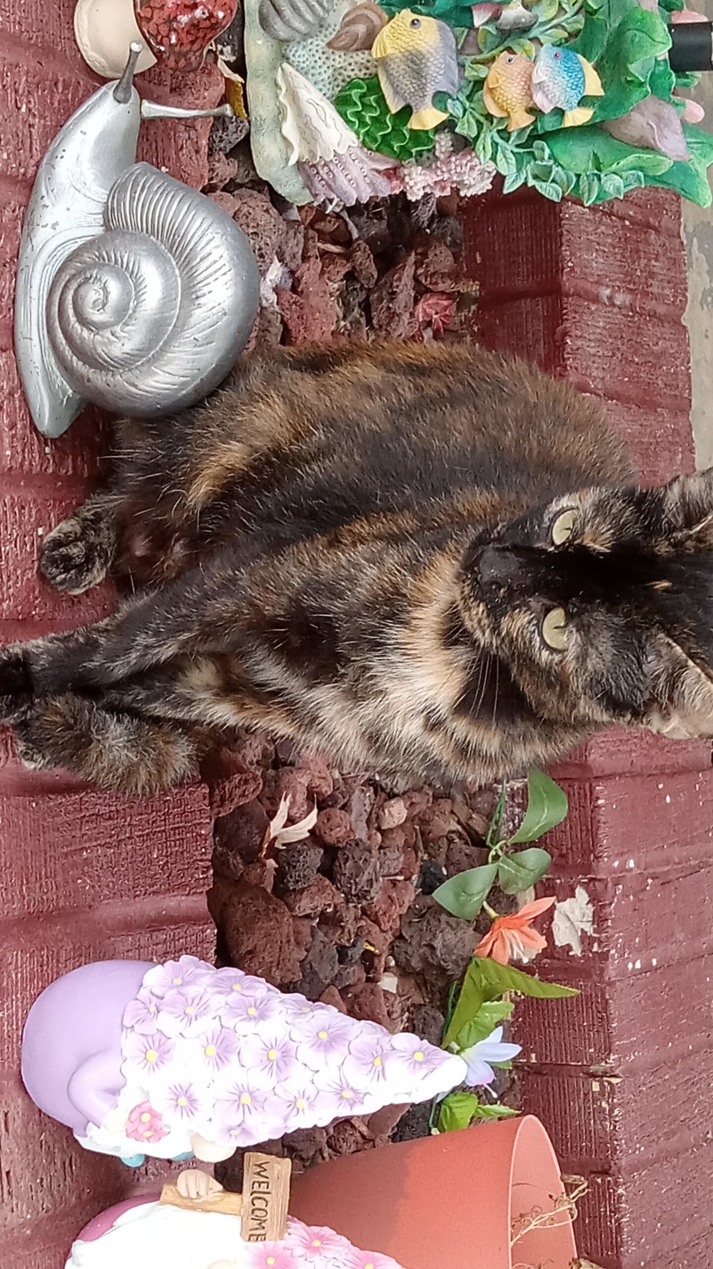 needs home ASAP image 1