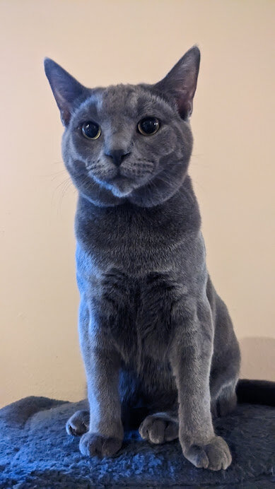 Free Gray Cat to Good Home image 3