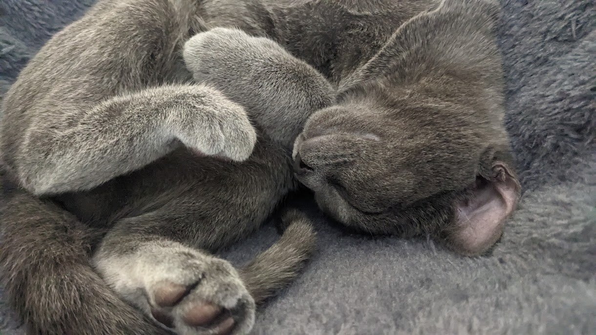 Free Gray Cat to Good Home image 1