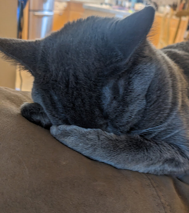 Free Gray Cat to Good Home image 2