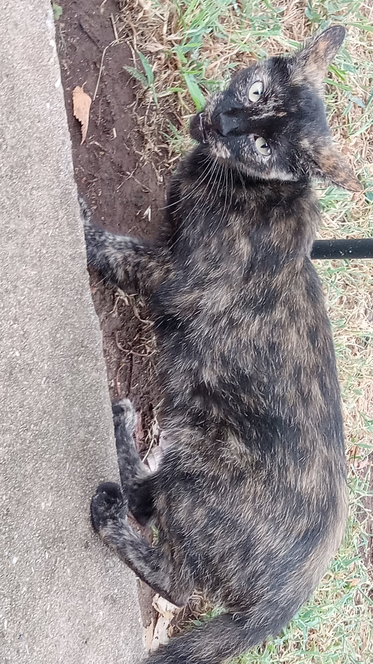 needs home ASAP friendly cat needs a home image 1