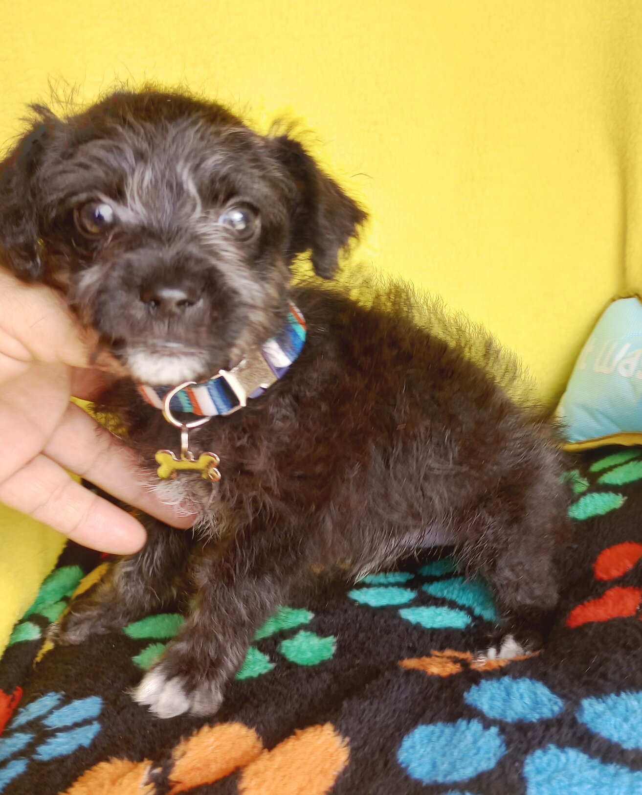 Teddy image 1