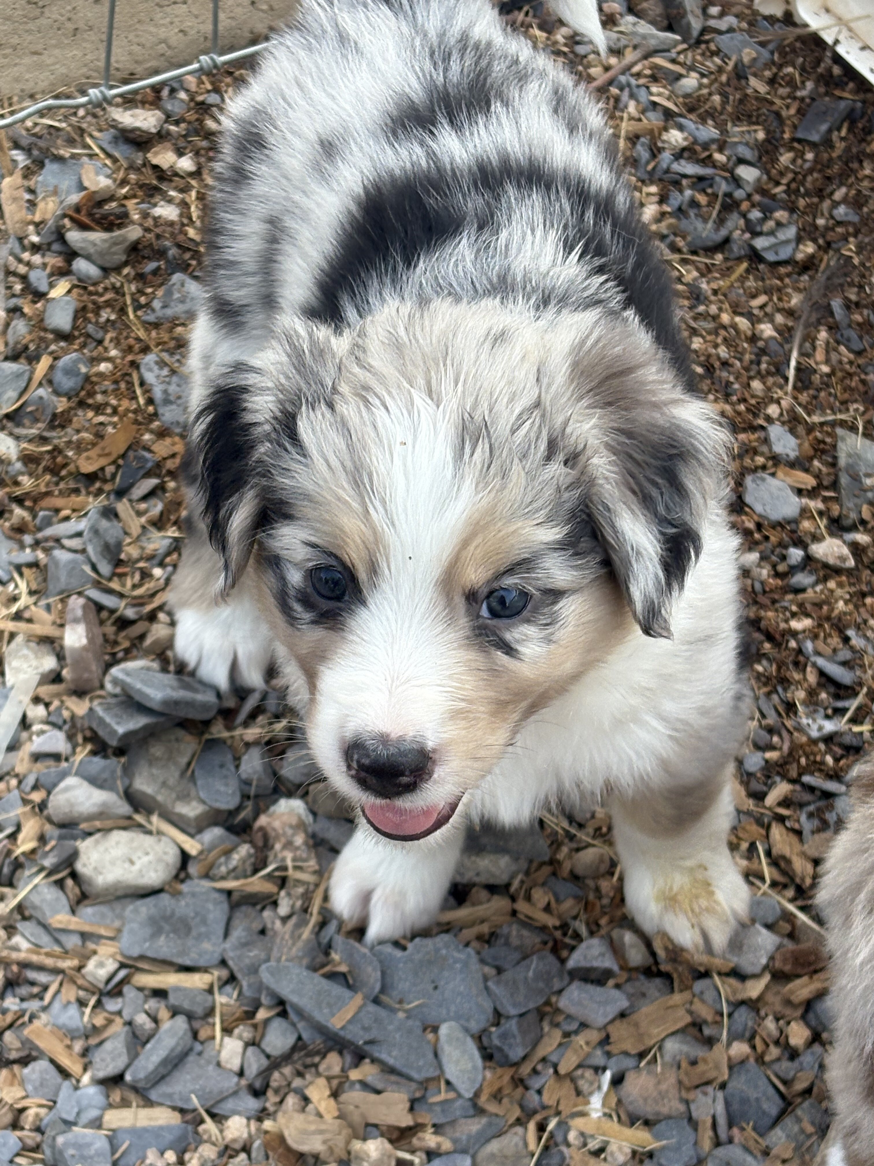 Australian Shepherd puppies image 5