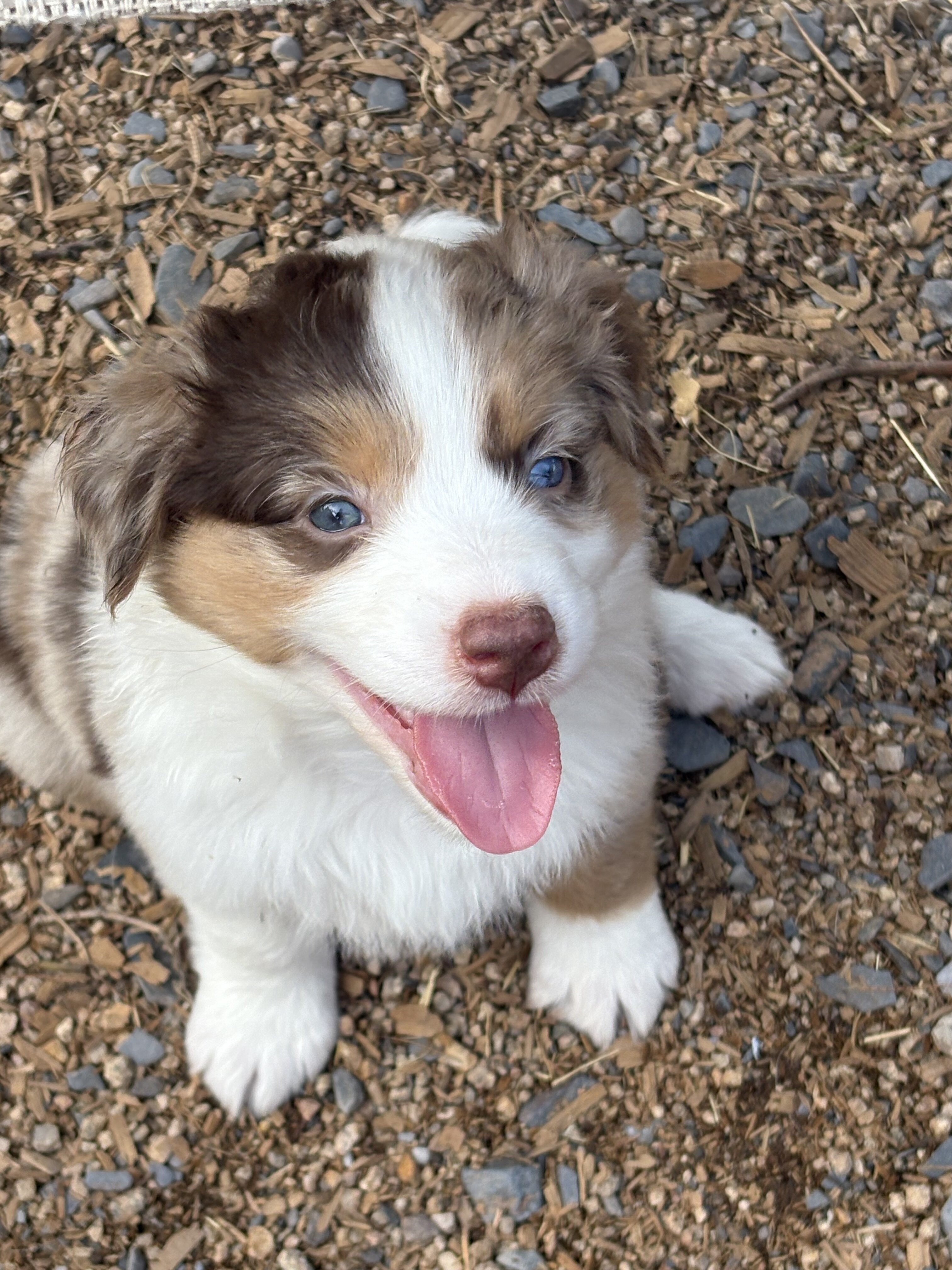 Australian Shepherd puppies image 4