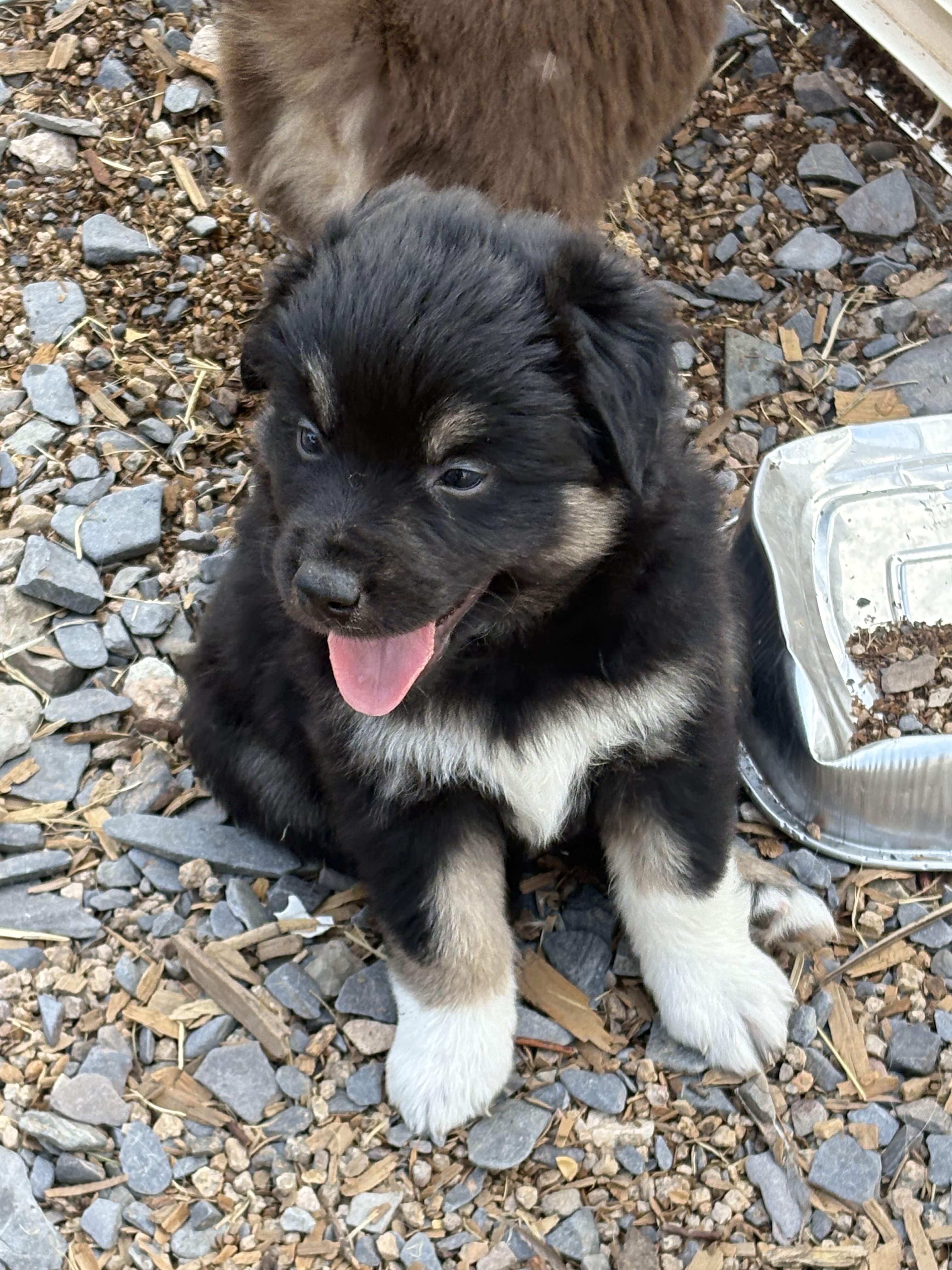 Australian Shepherd puppies image 3