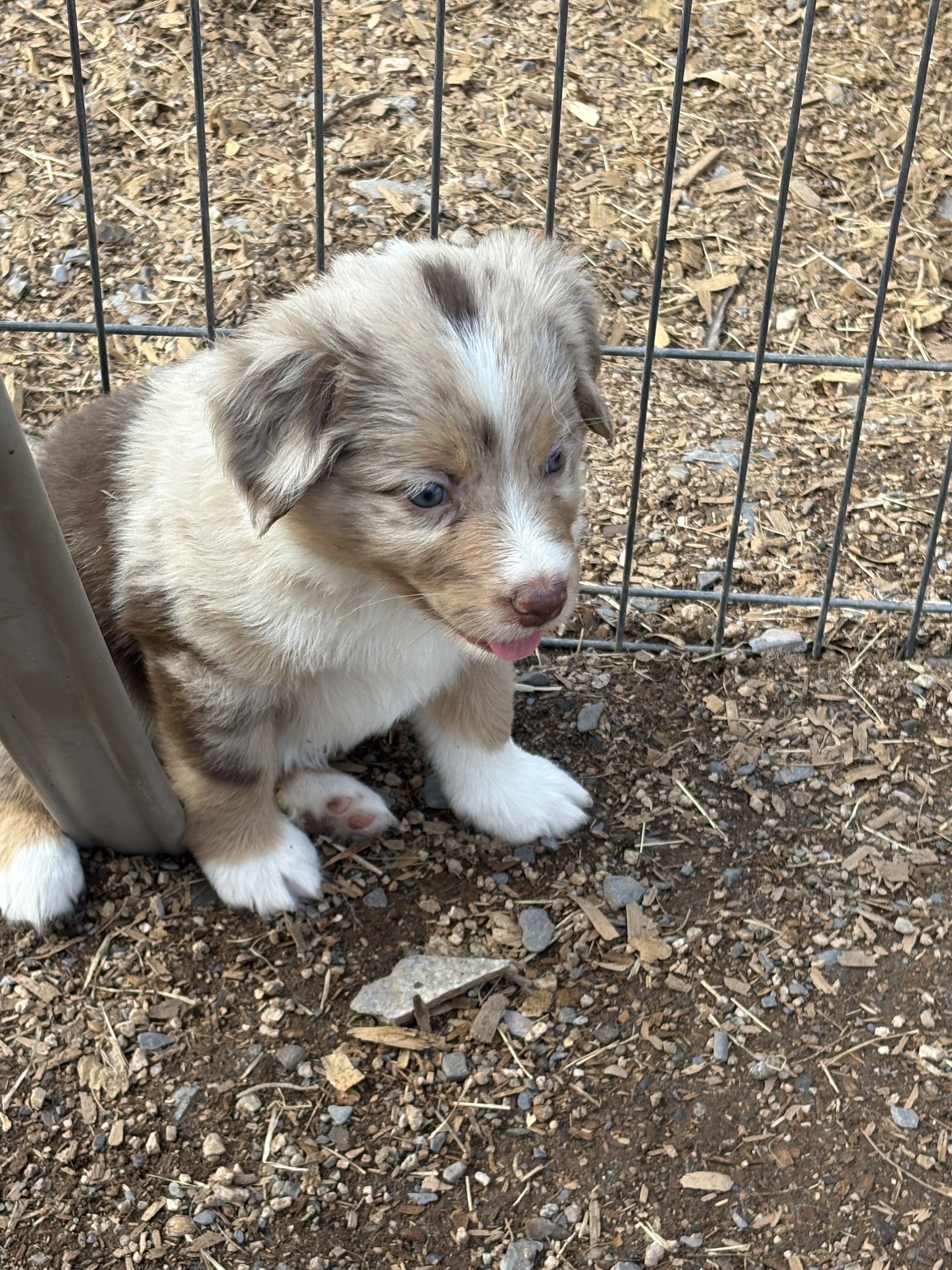 Australian Shepherd puppies image 2