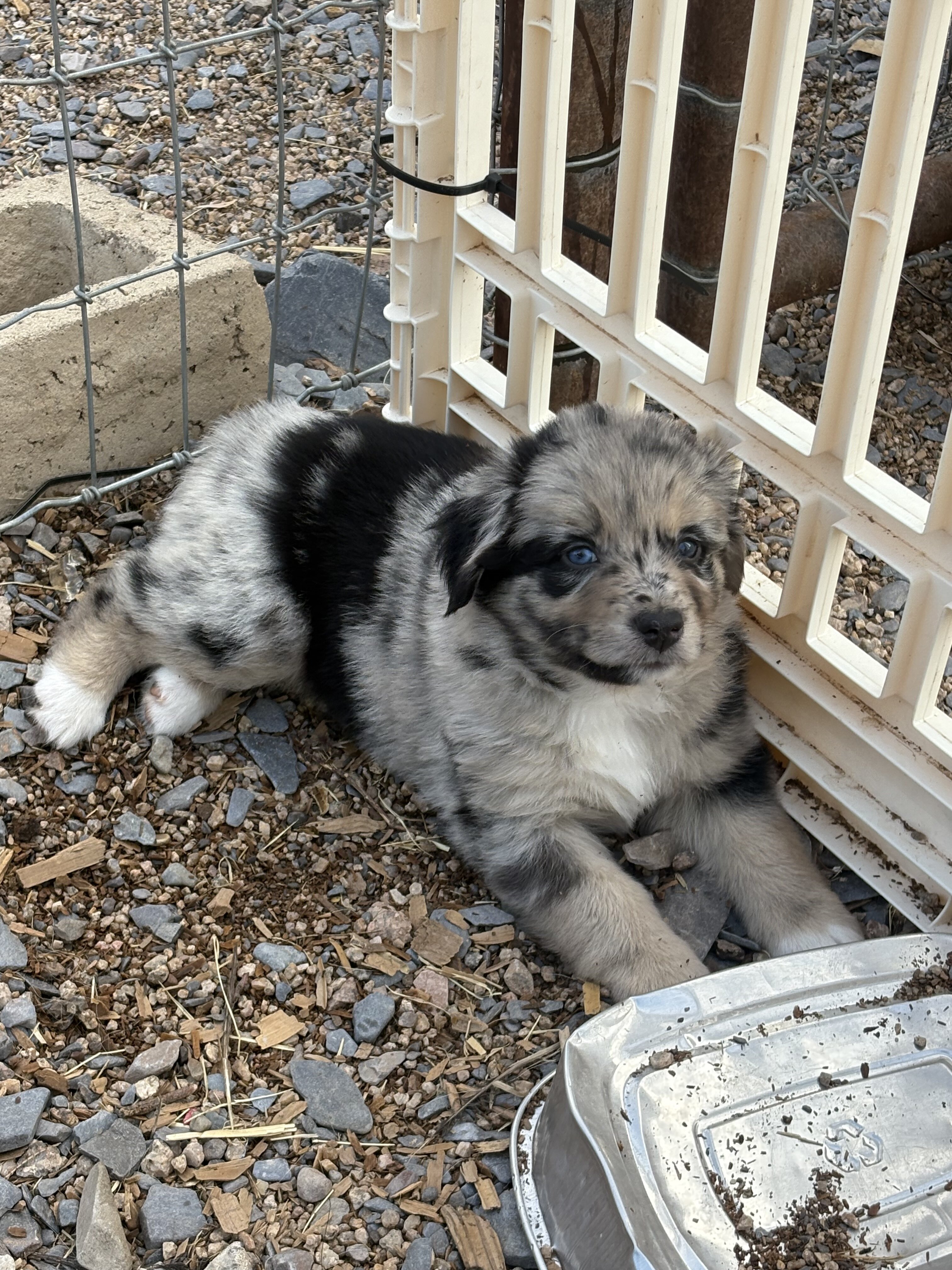 Australian Shepherd puppies image 1