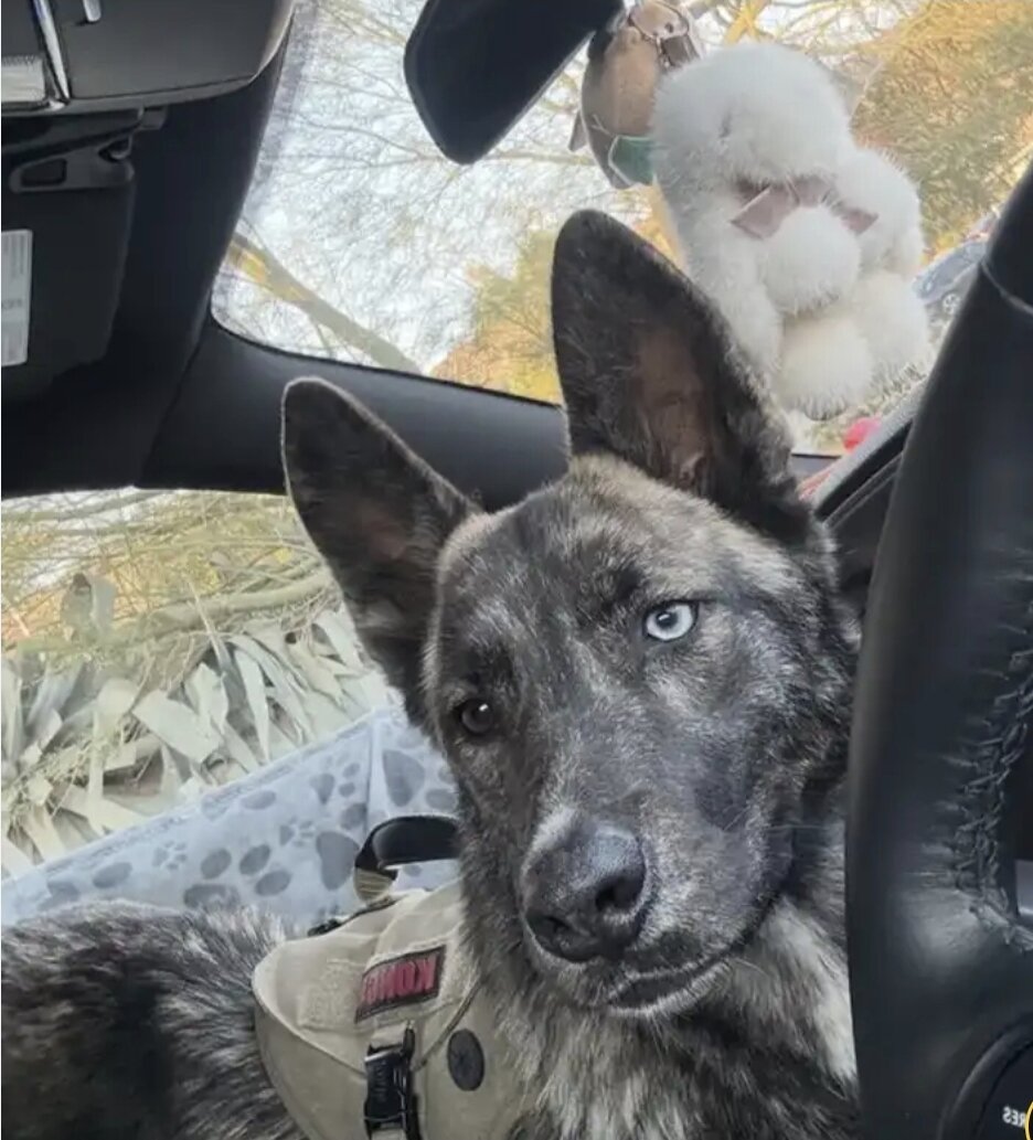 🐾 Looking for a Loving Forever Home 🏡 image 1