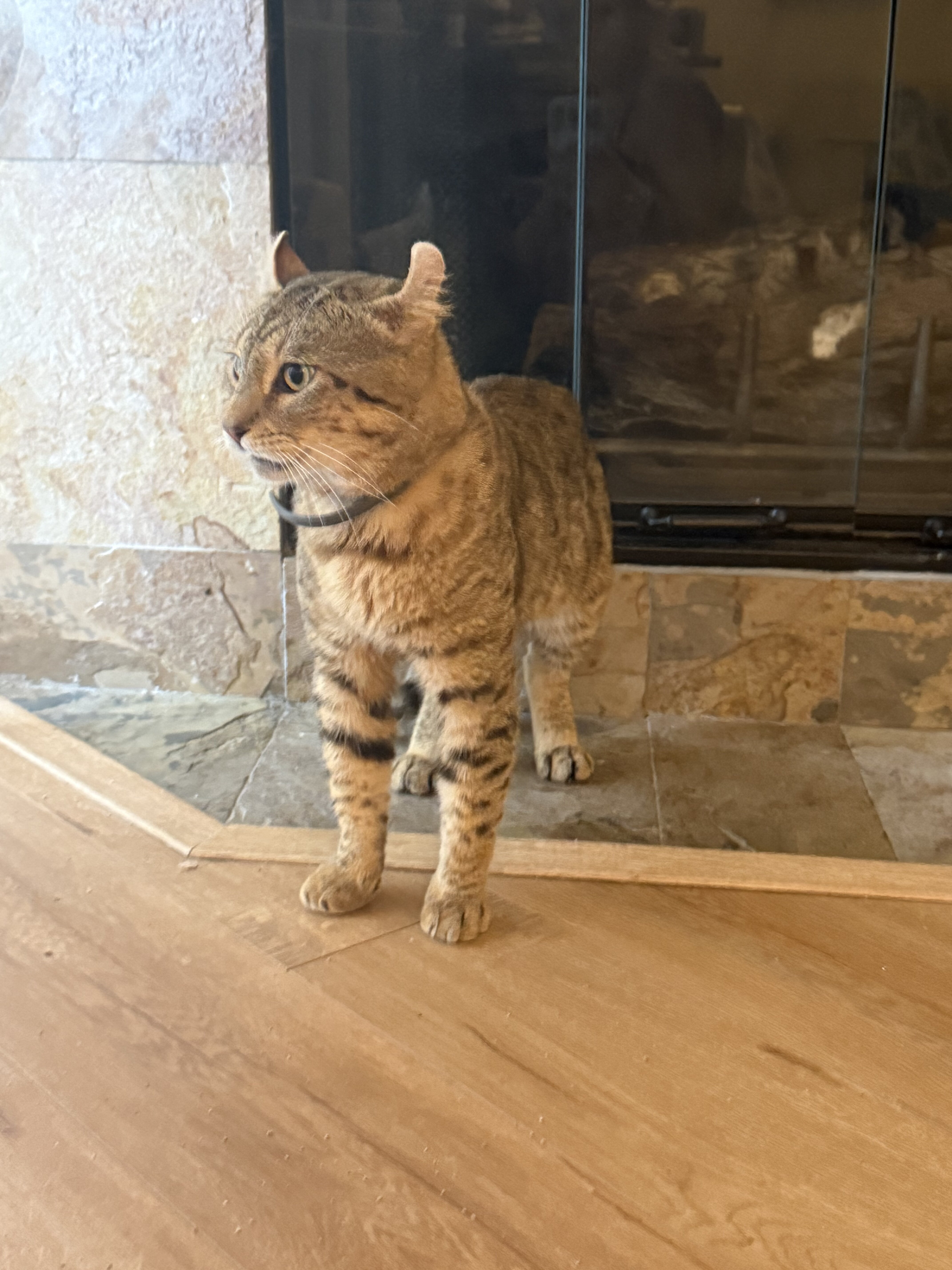Highlander male cat image 3