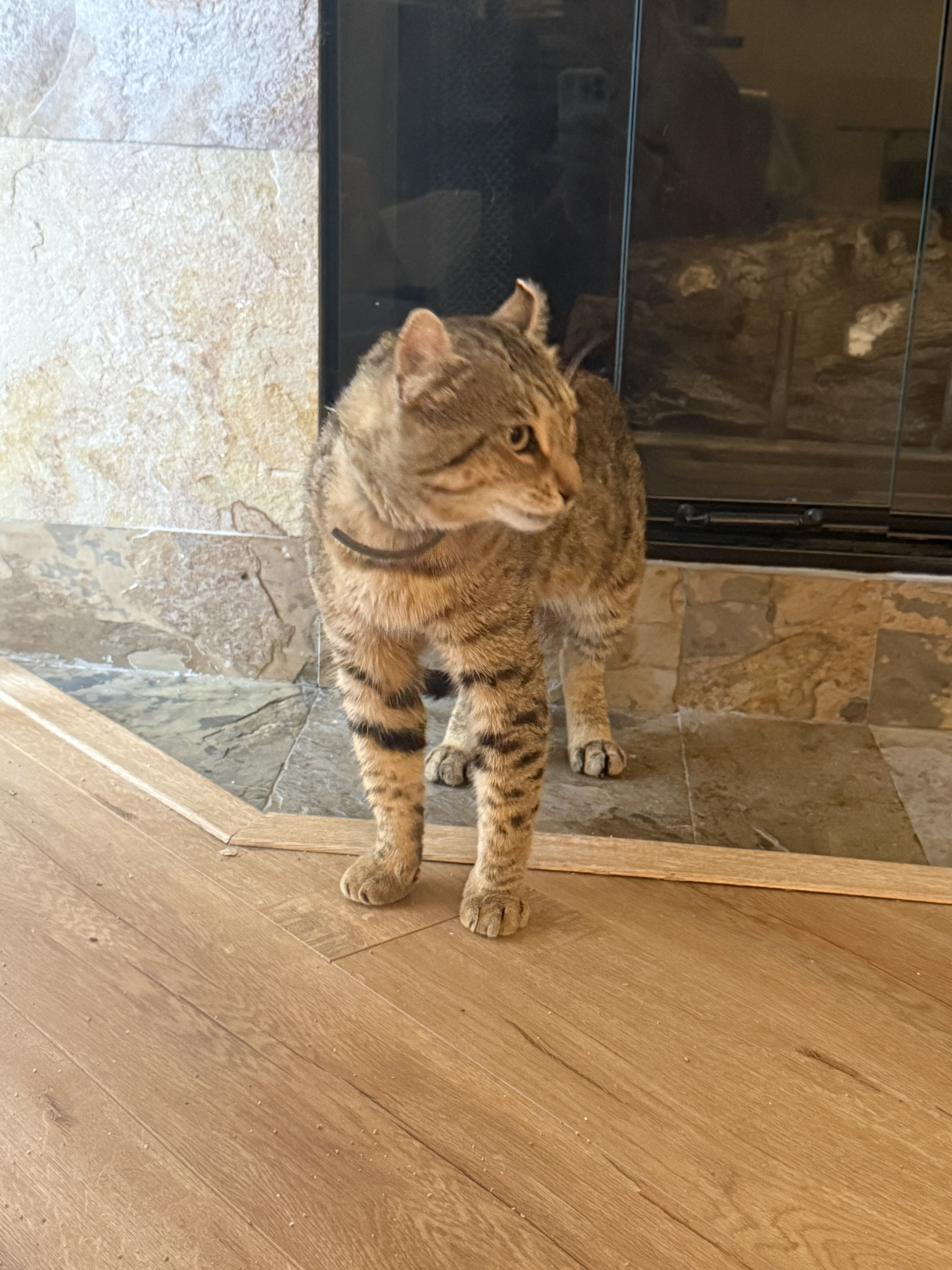 Highlander male cat image 1