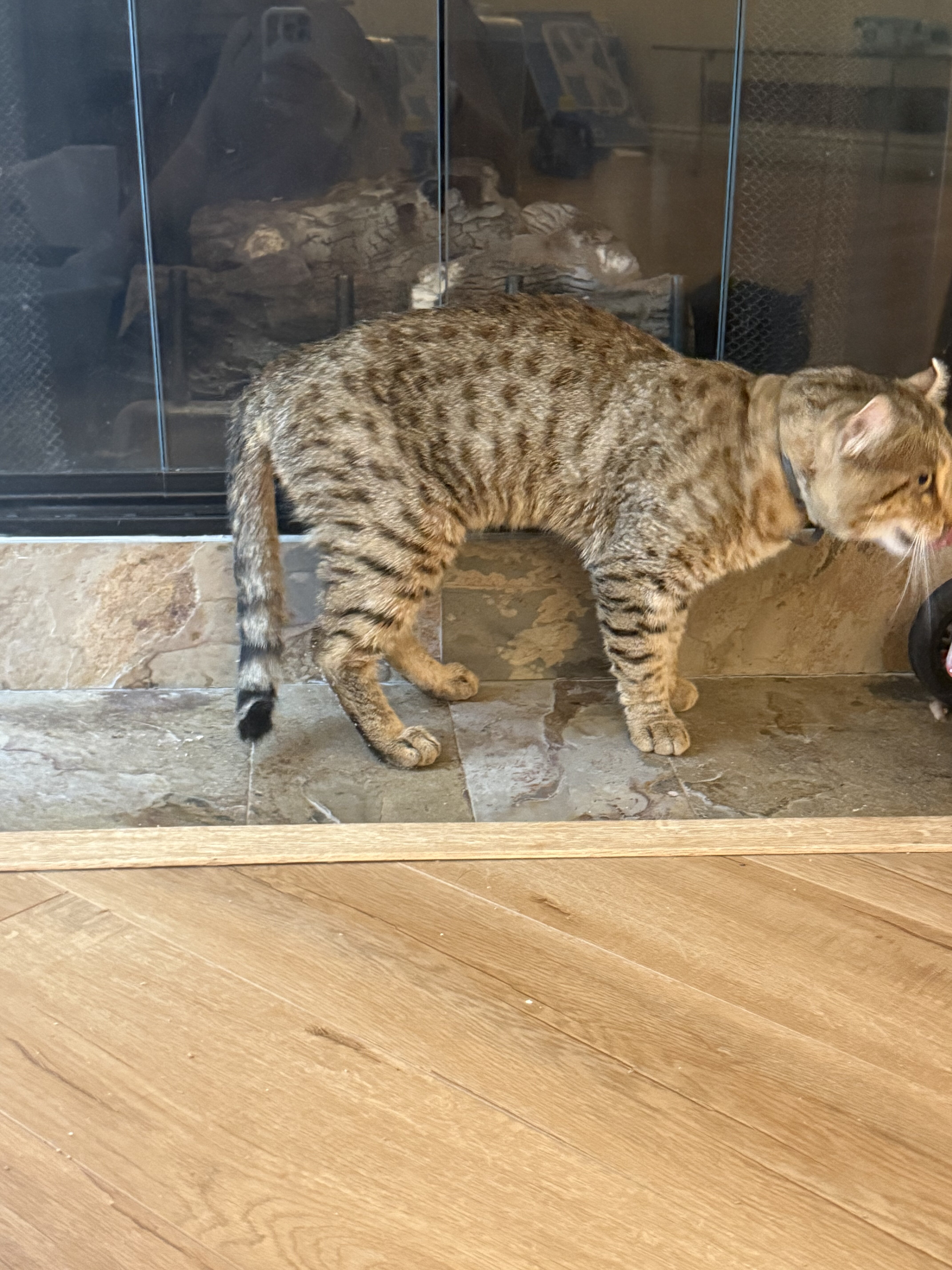 Highlander male cat image 2