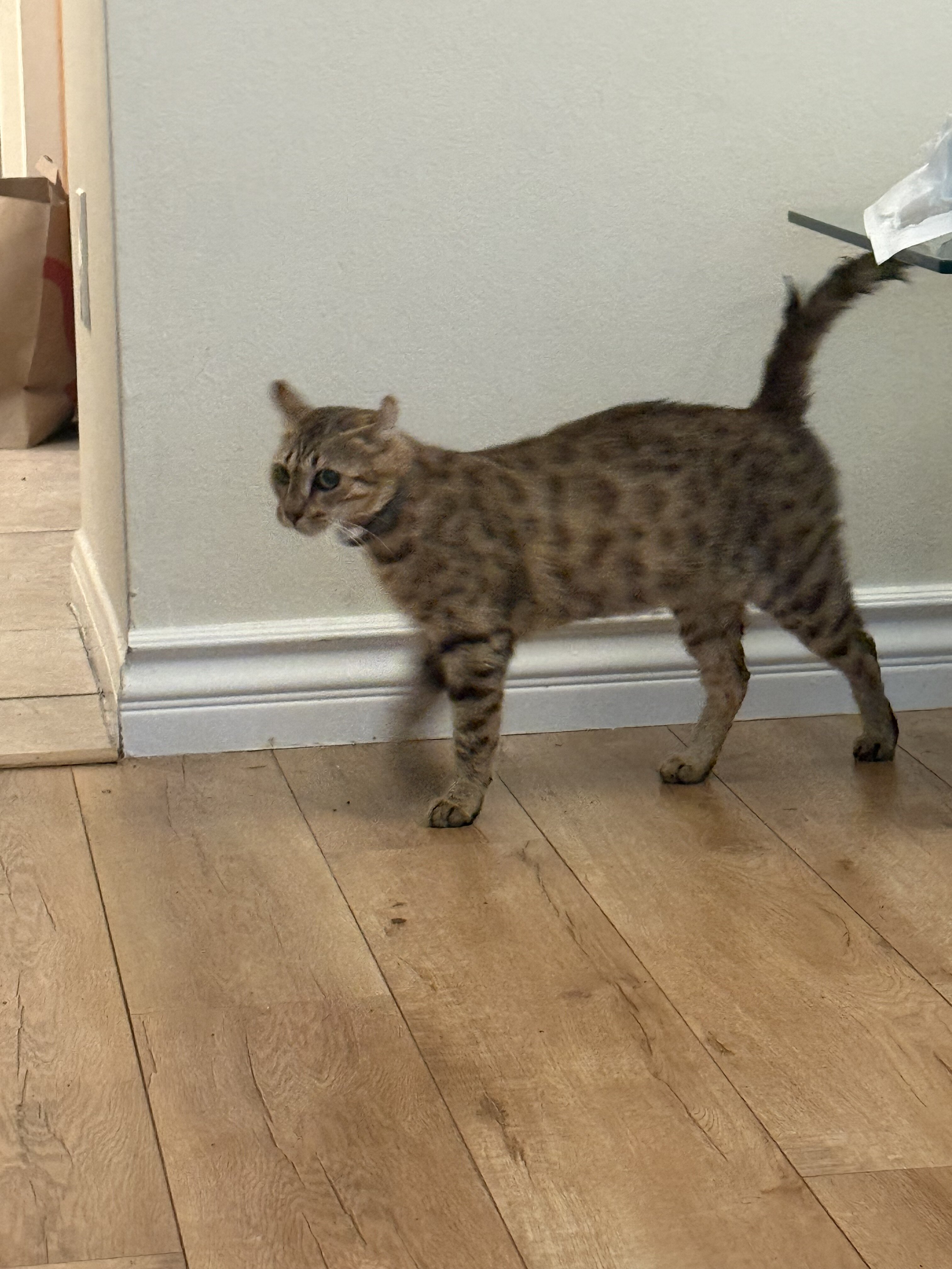 Savannah female image 1