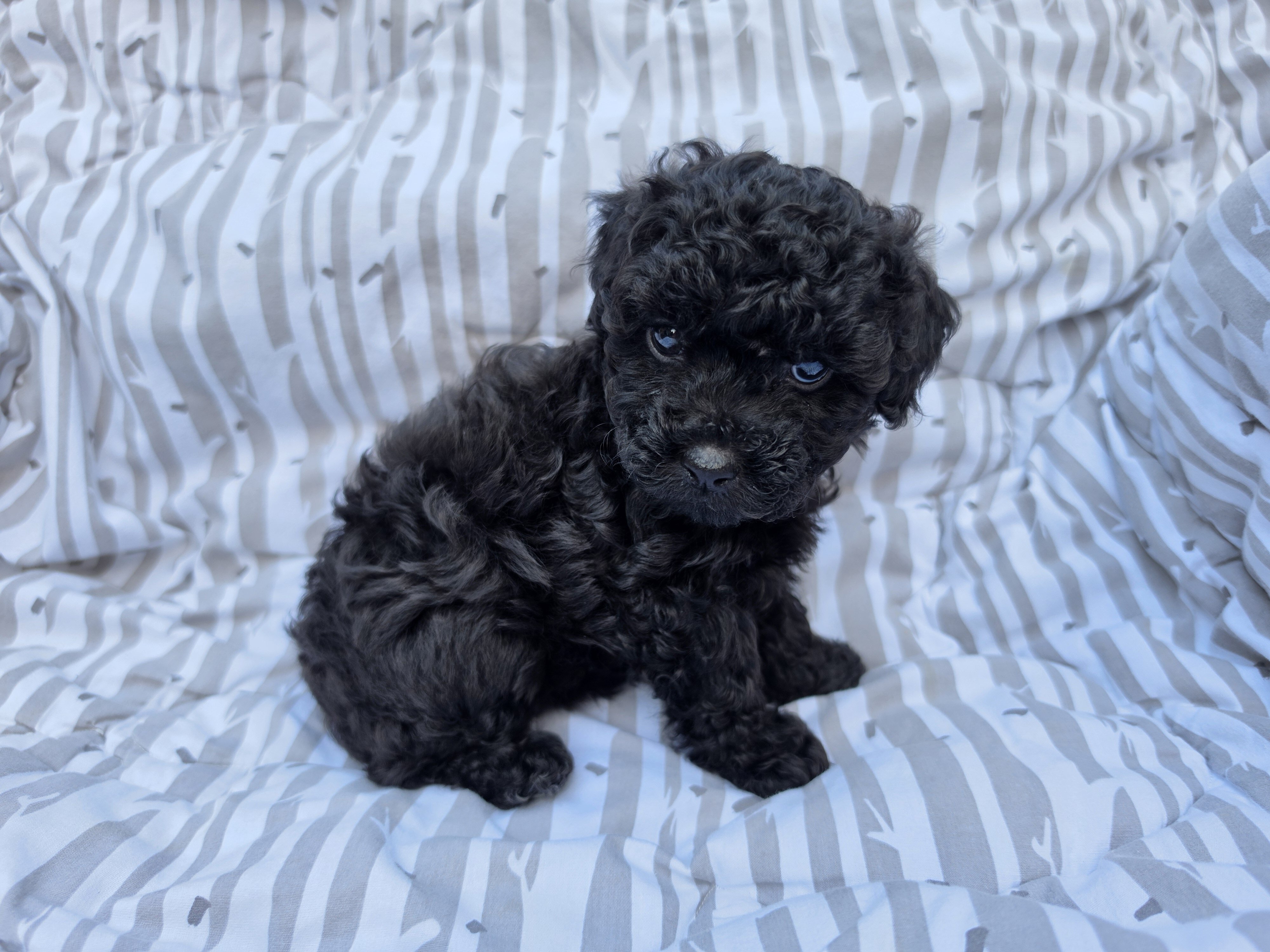 Toy Poodle image 1