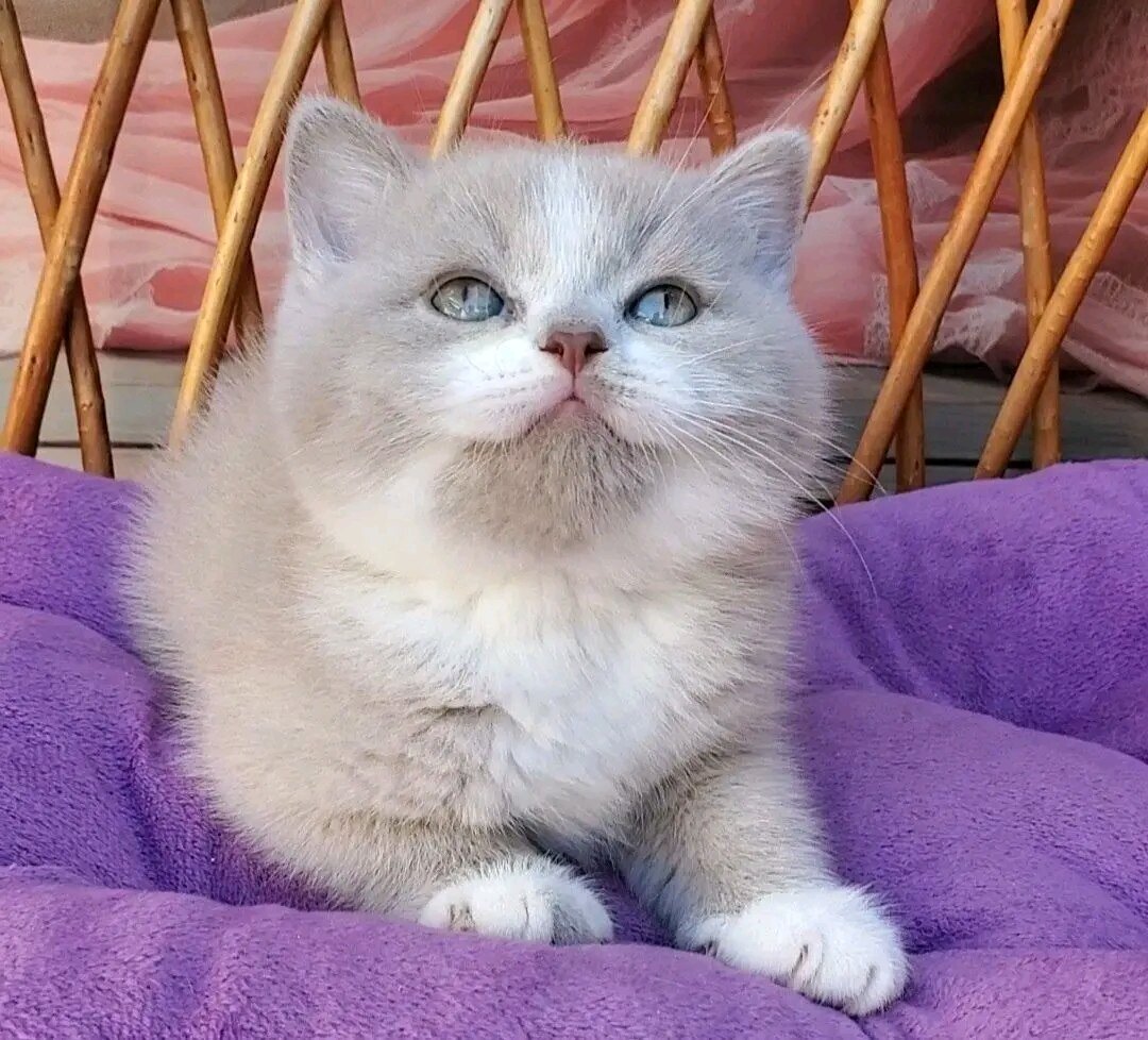 female maincoon kitten image 1