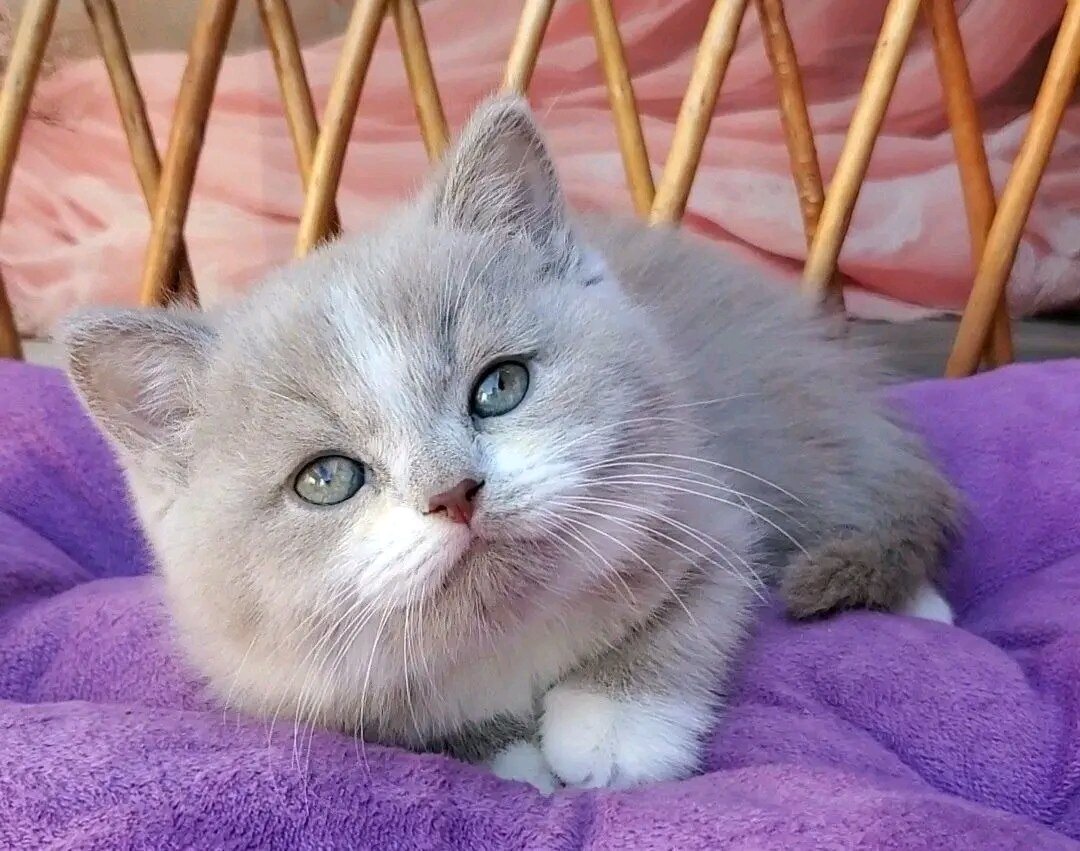 female maincoon kitten image 2