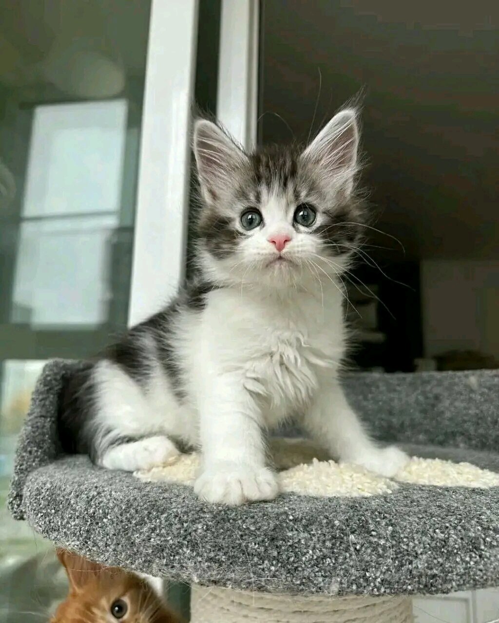 male Maincoon kitten image 1