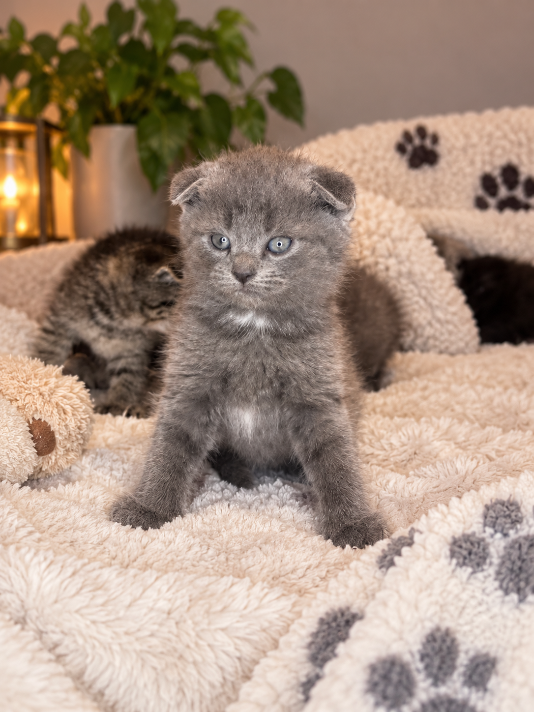 Scottish fold kittens image 1