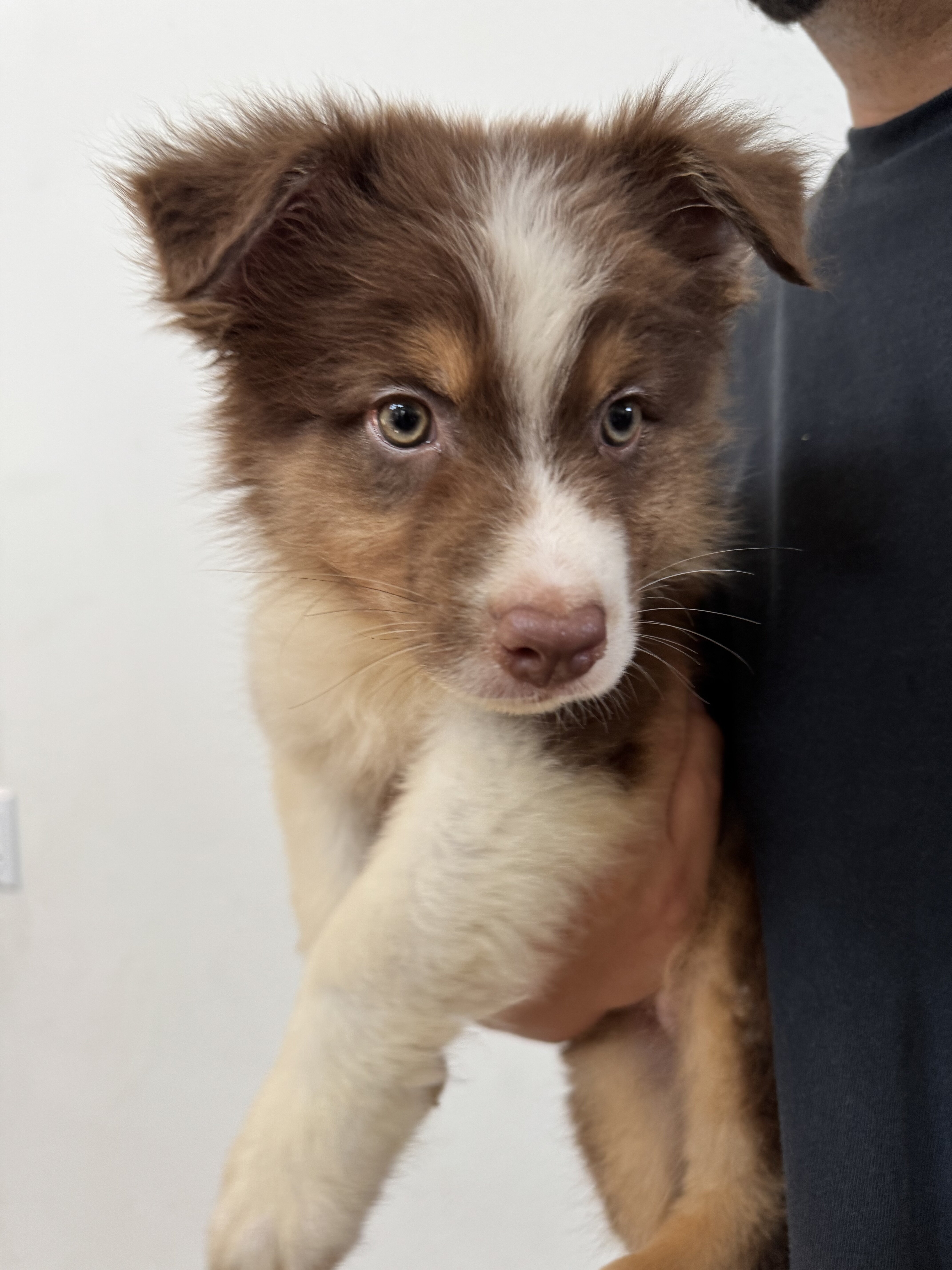 Australian shepherd puppy image 1