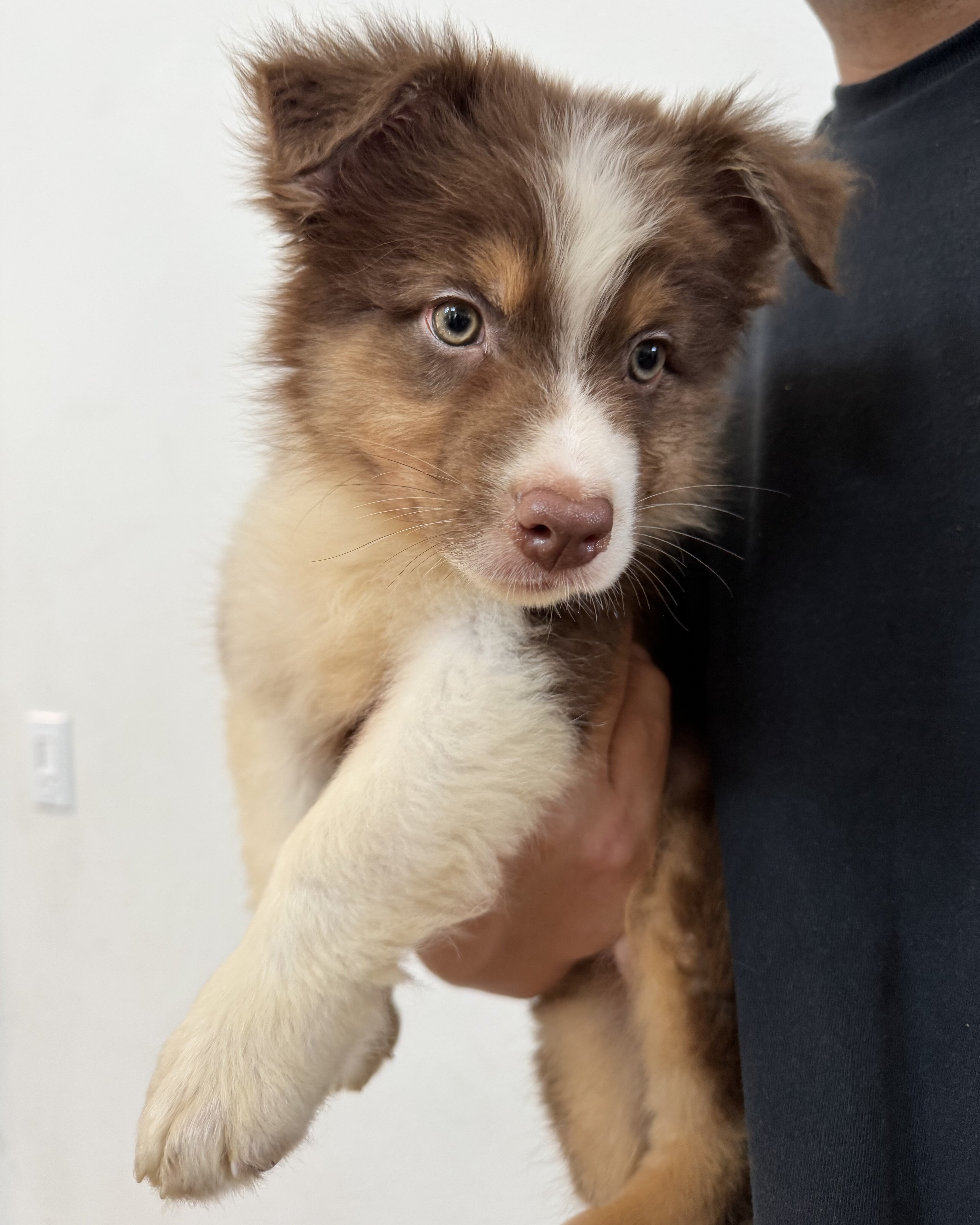 Australian shepherd puppy image 2
