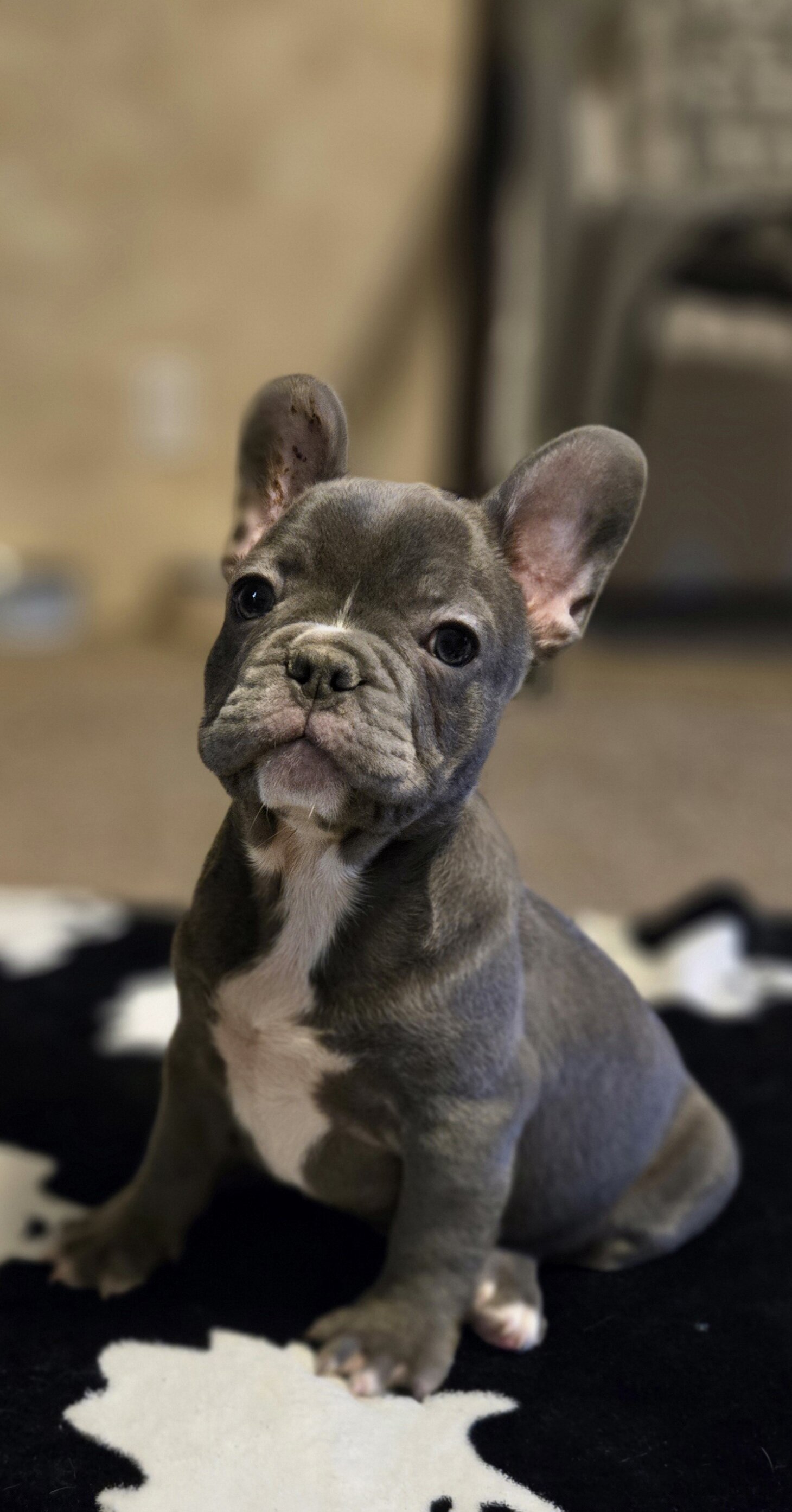 AKC frenchies image 5