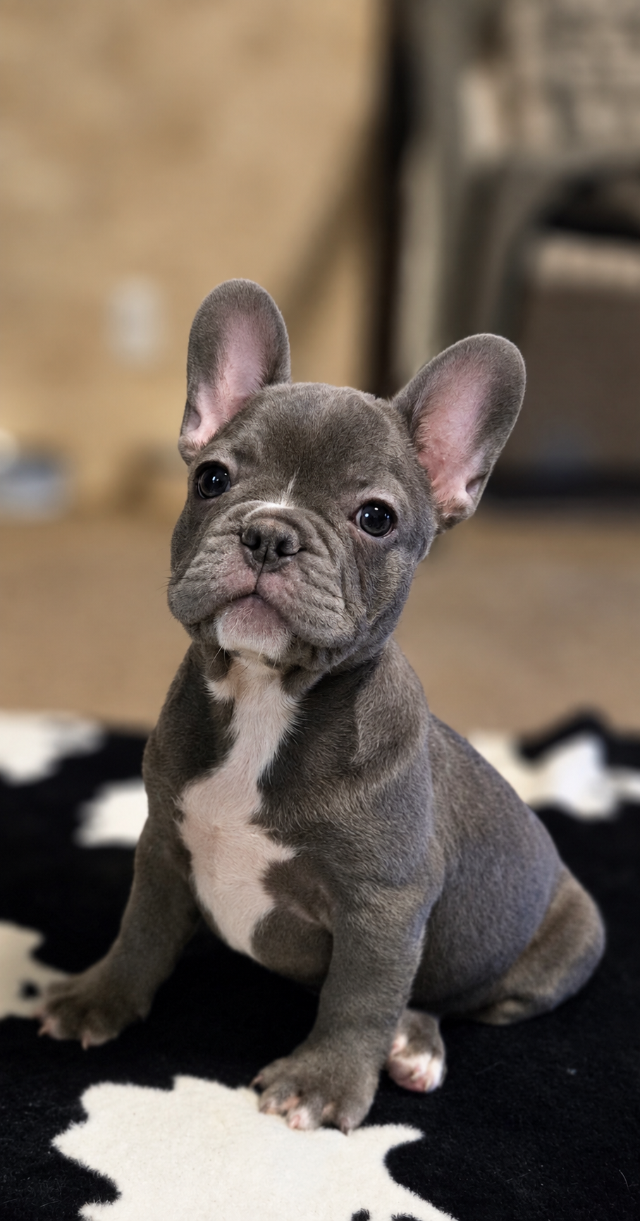 AKC frenchies image 1