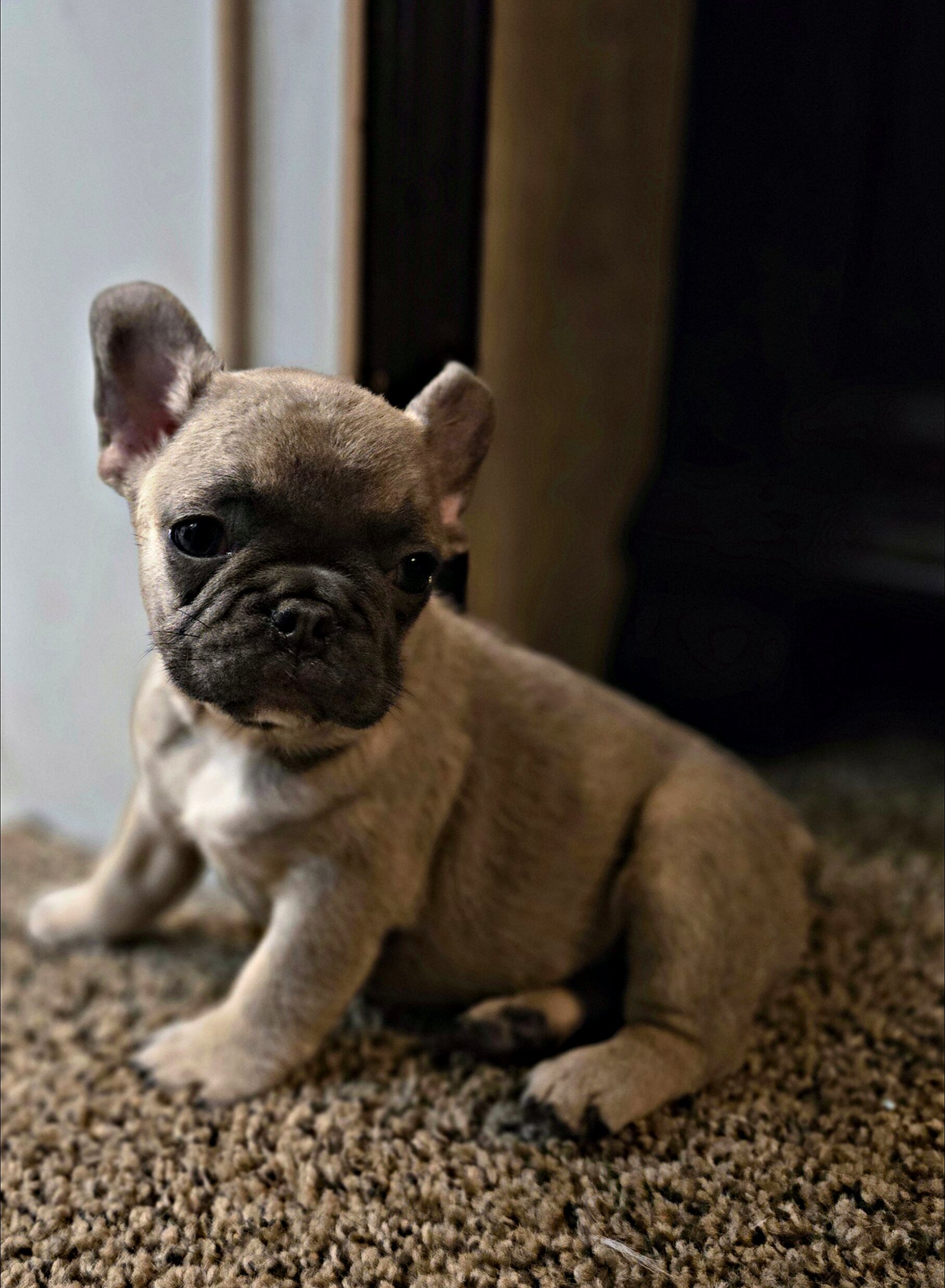 AKC frenchies image 4