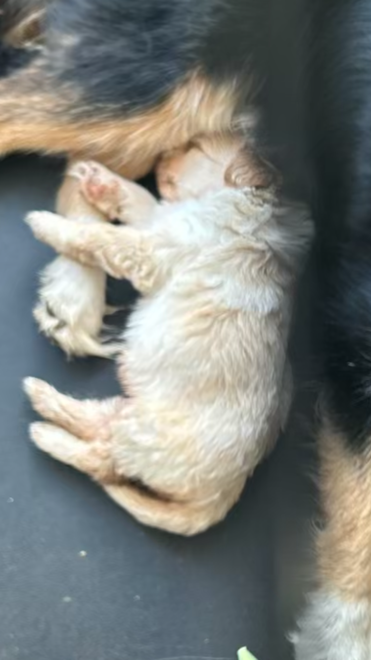 Golden doodle image 3