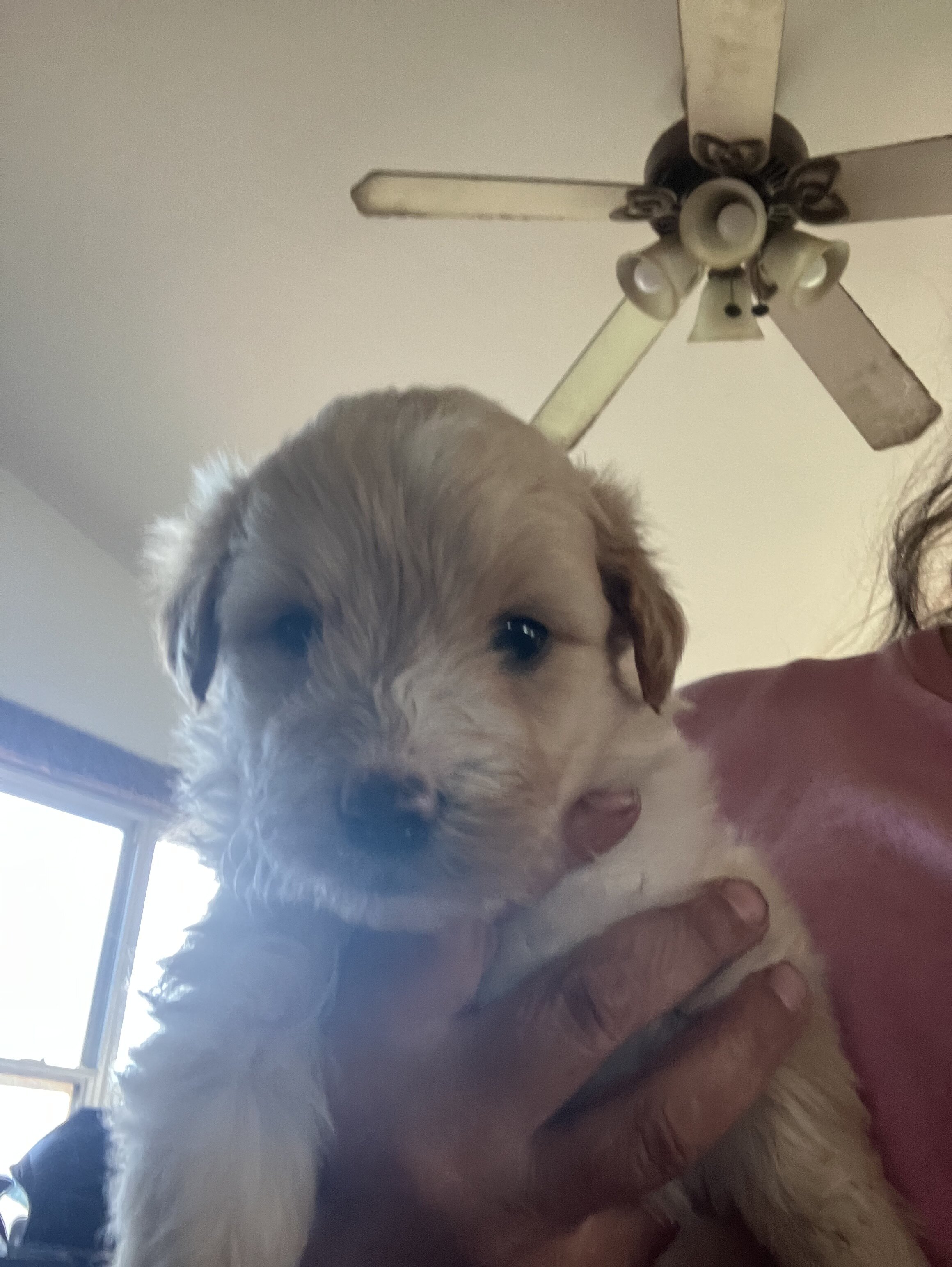 Golden doodle image 1