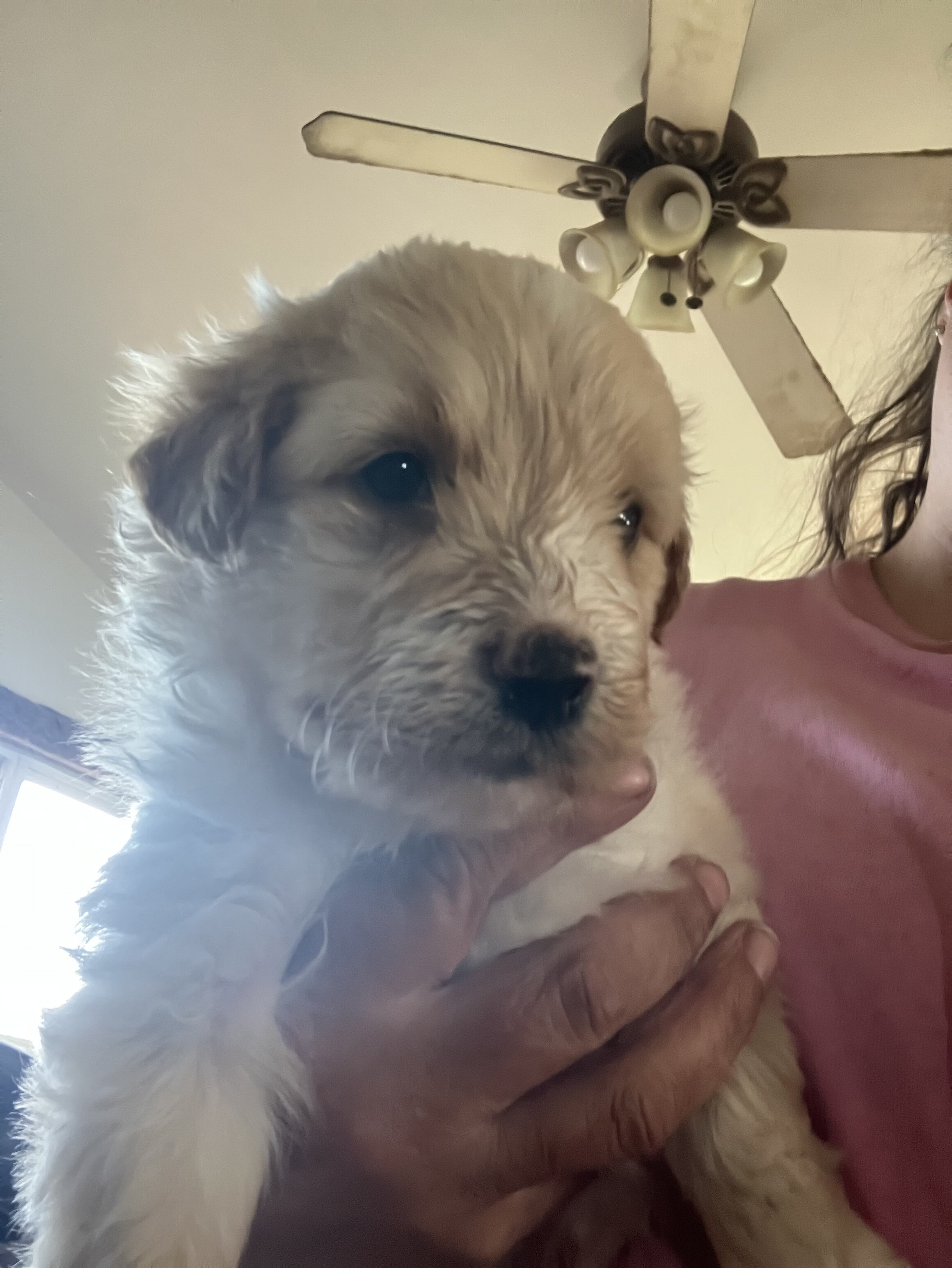 Golden doodle image 2