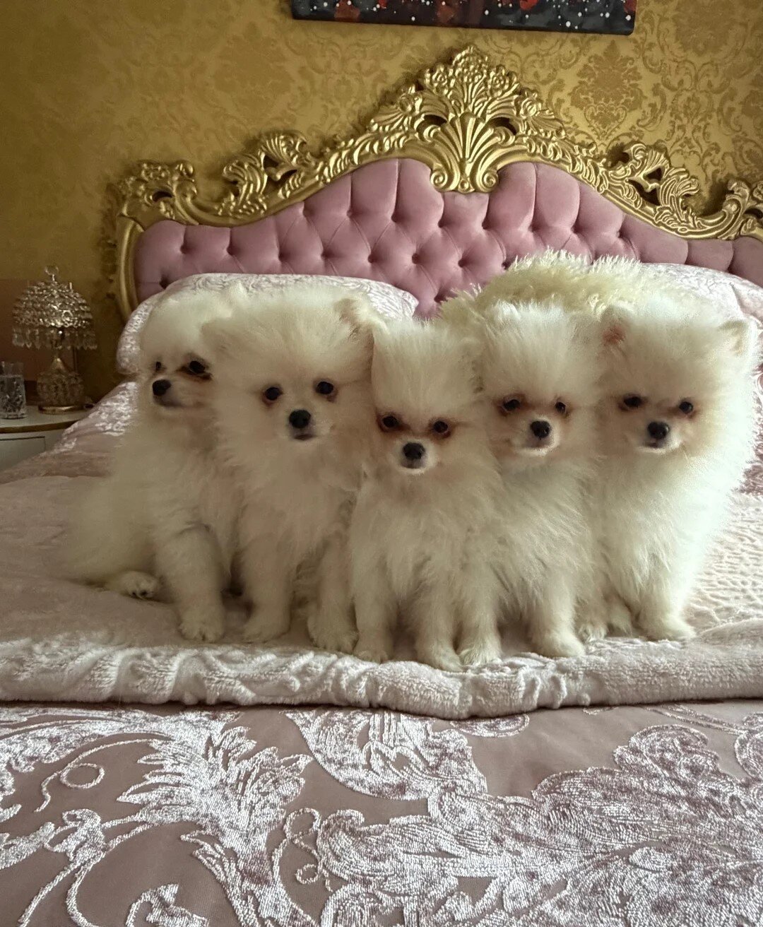 Gorgeous White Pomeranian Puppies image 1