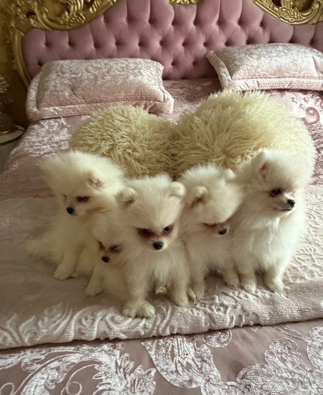 Gorgeous White Pomeranian Puppies image 2