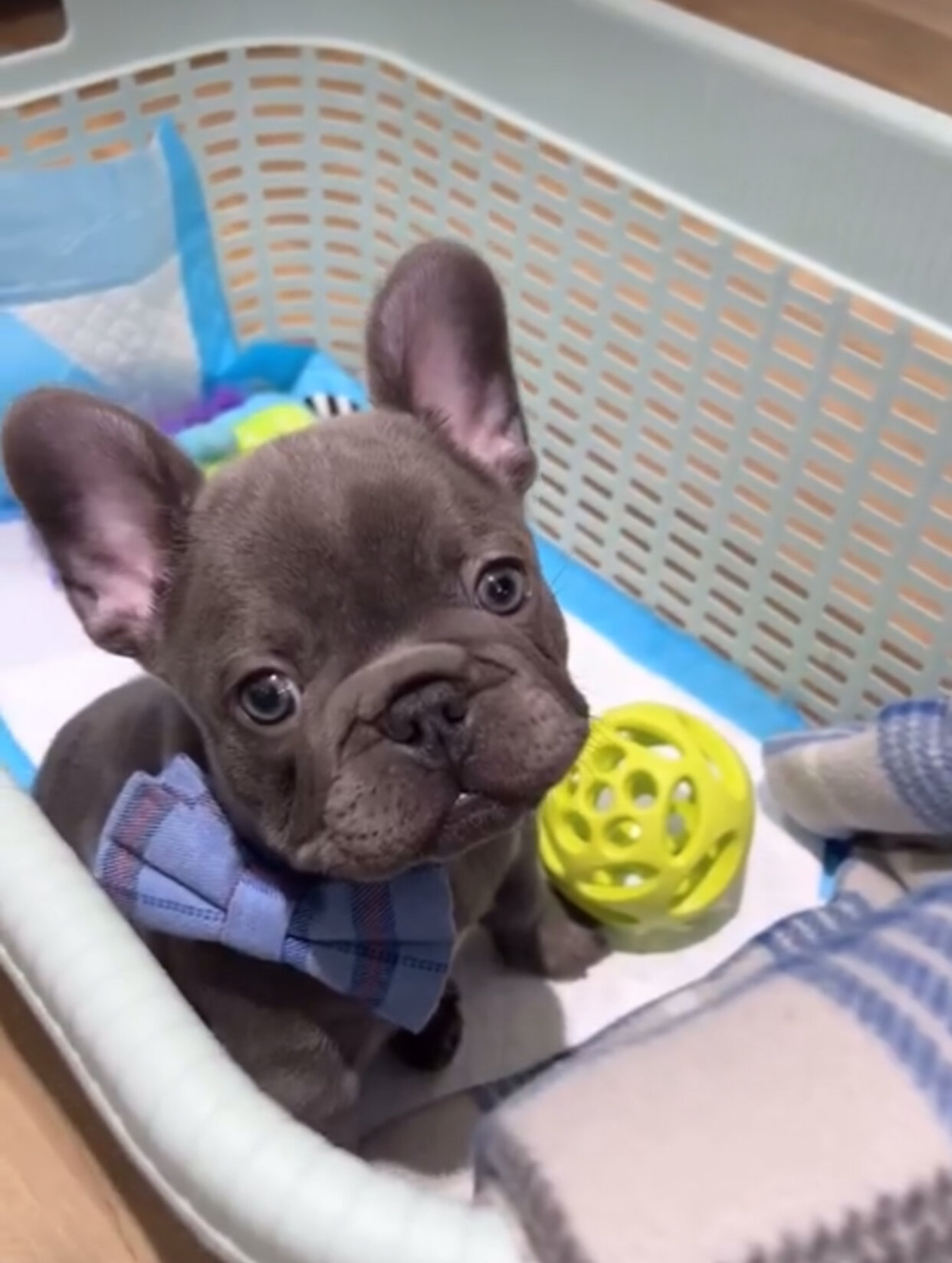 Open Your Heart to Rosy—Your New Best Friend🐶 image 1