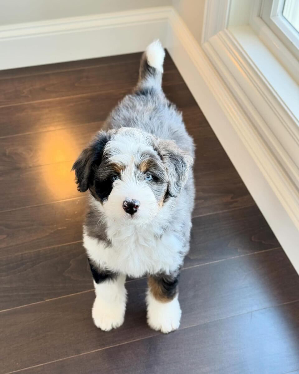 Bernedoodle image 3