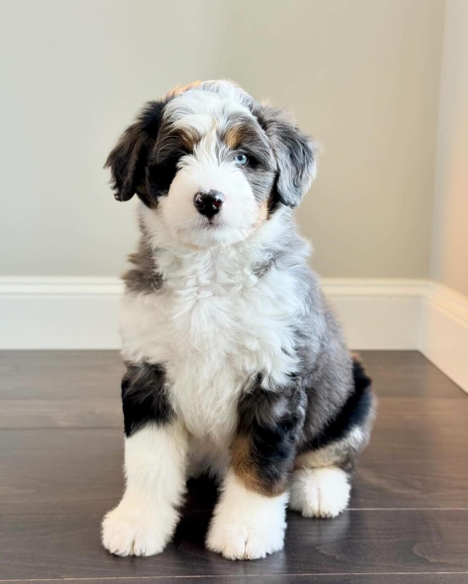 Bernedoodle image 2