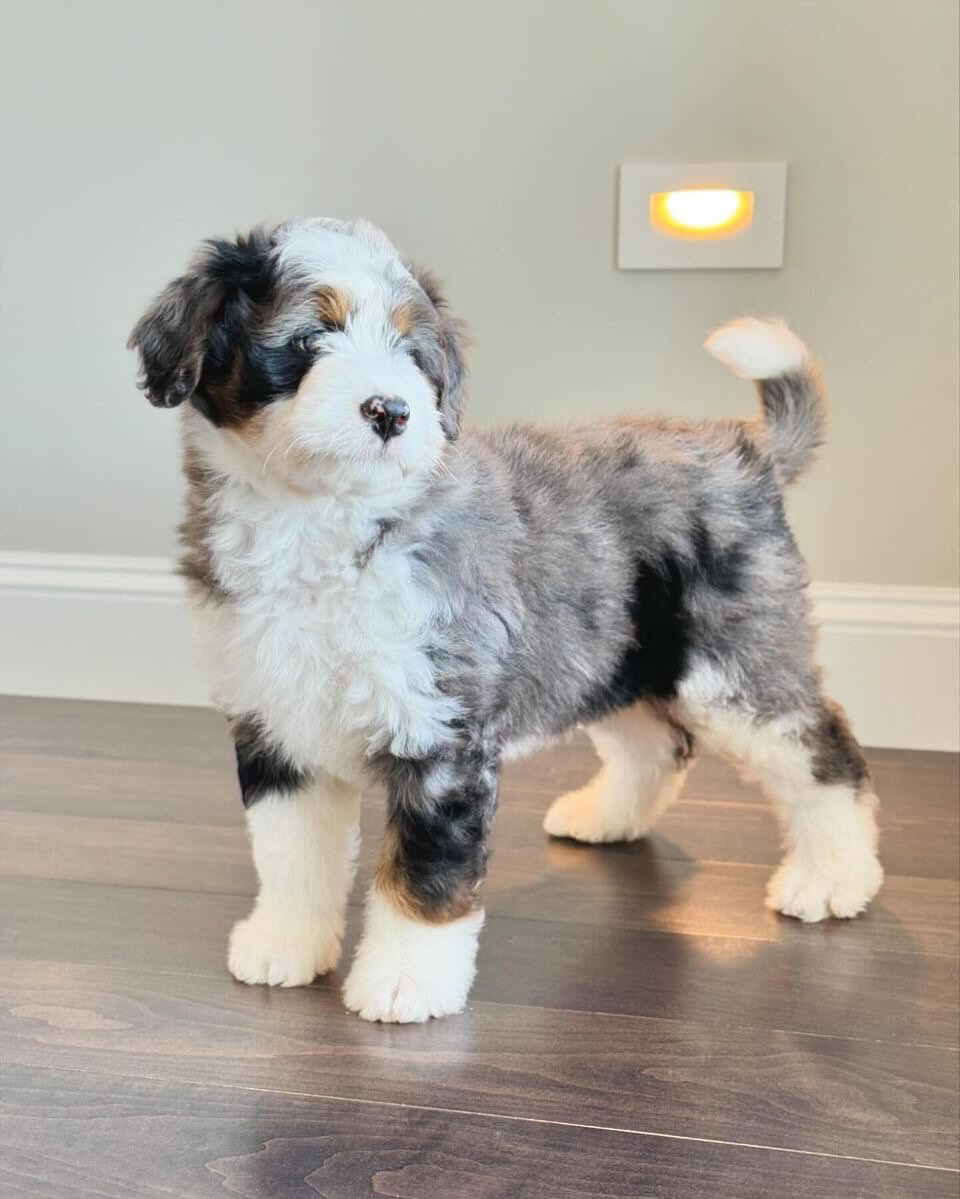 Bernedoodle image 4