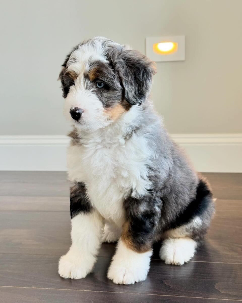 Bernedoodle image 1