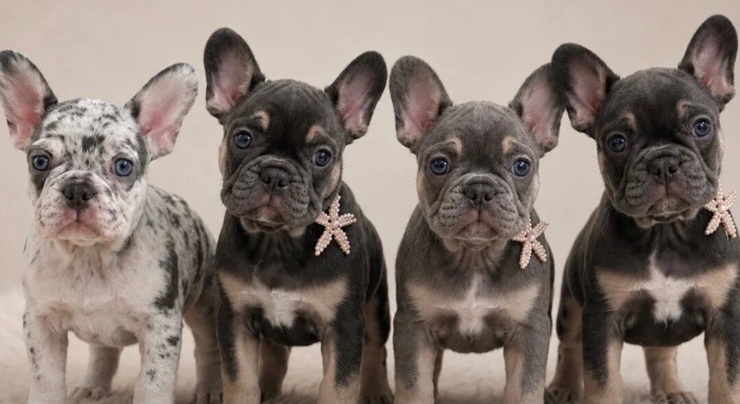 French bulldog puppies ready now last 3 image 2