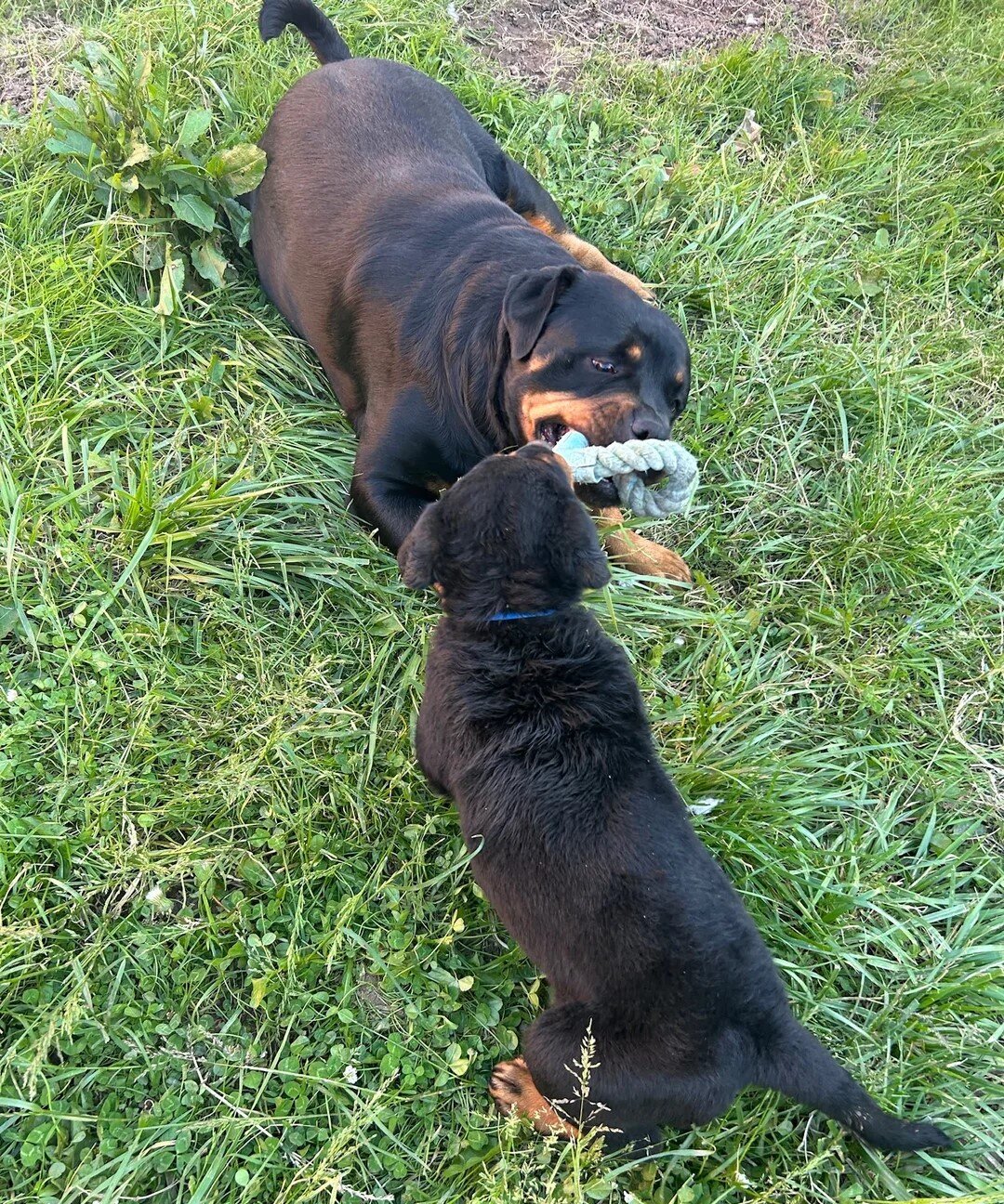 Beautiful Rottweiler Pup For Sale image 1