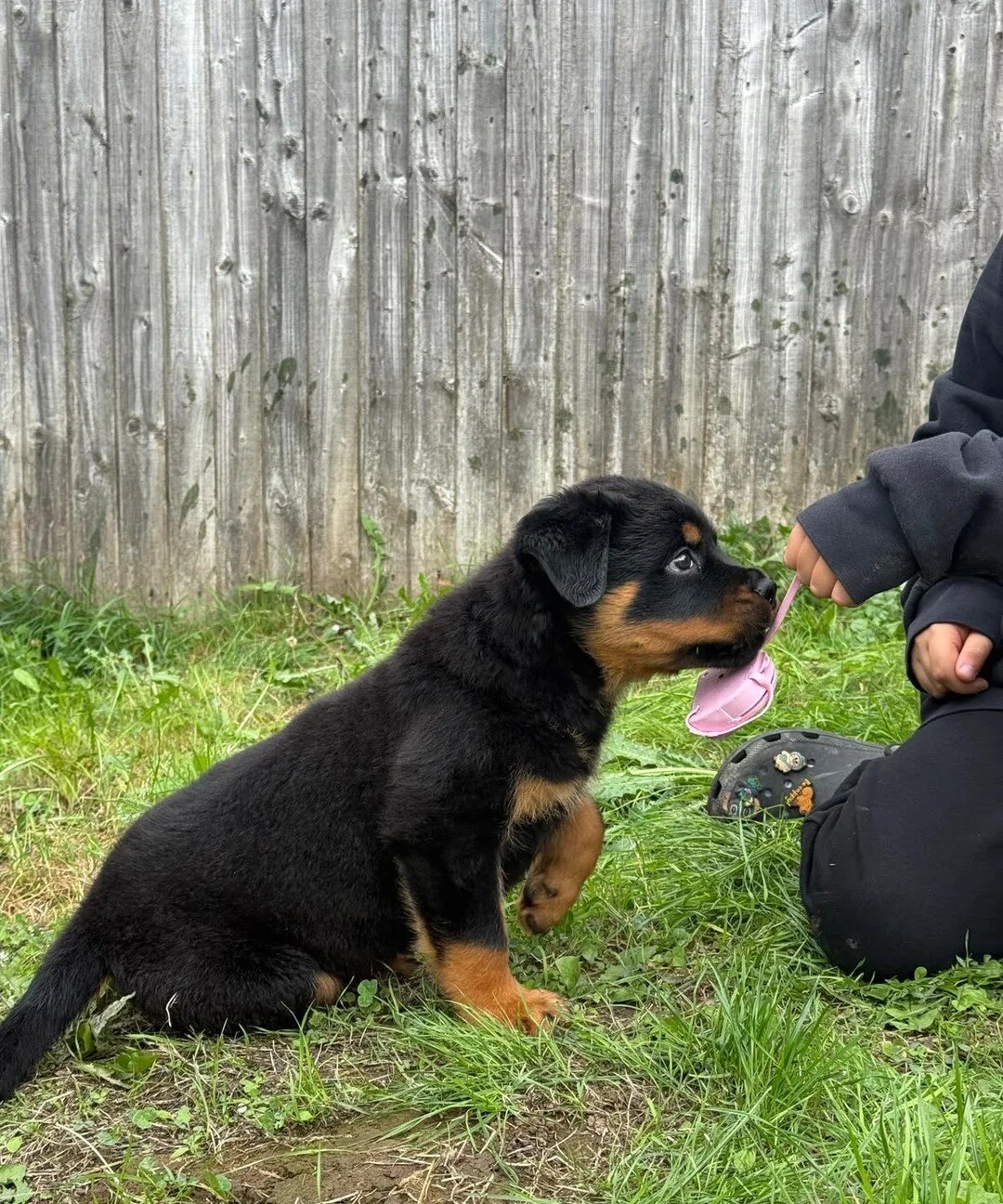 Beautiful Rottweiler Pup For Sale image 2