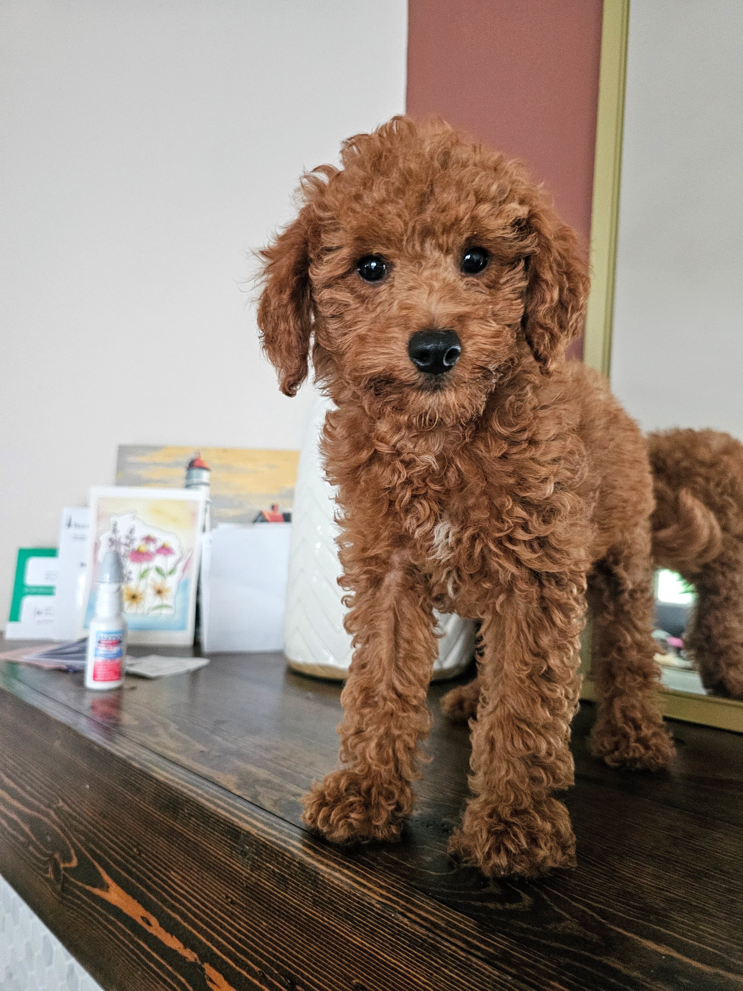 Beautiful F2BB FEMALE Mini Goldendoodle Puppy image 1