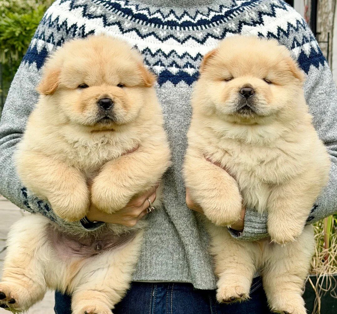 Cream chow chow puppies image 2