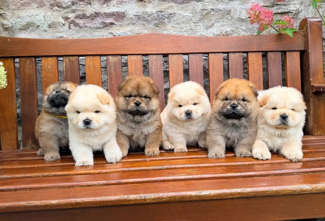 Cream chow chow puppies image 1