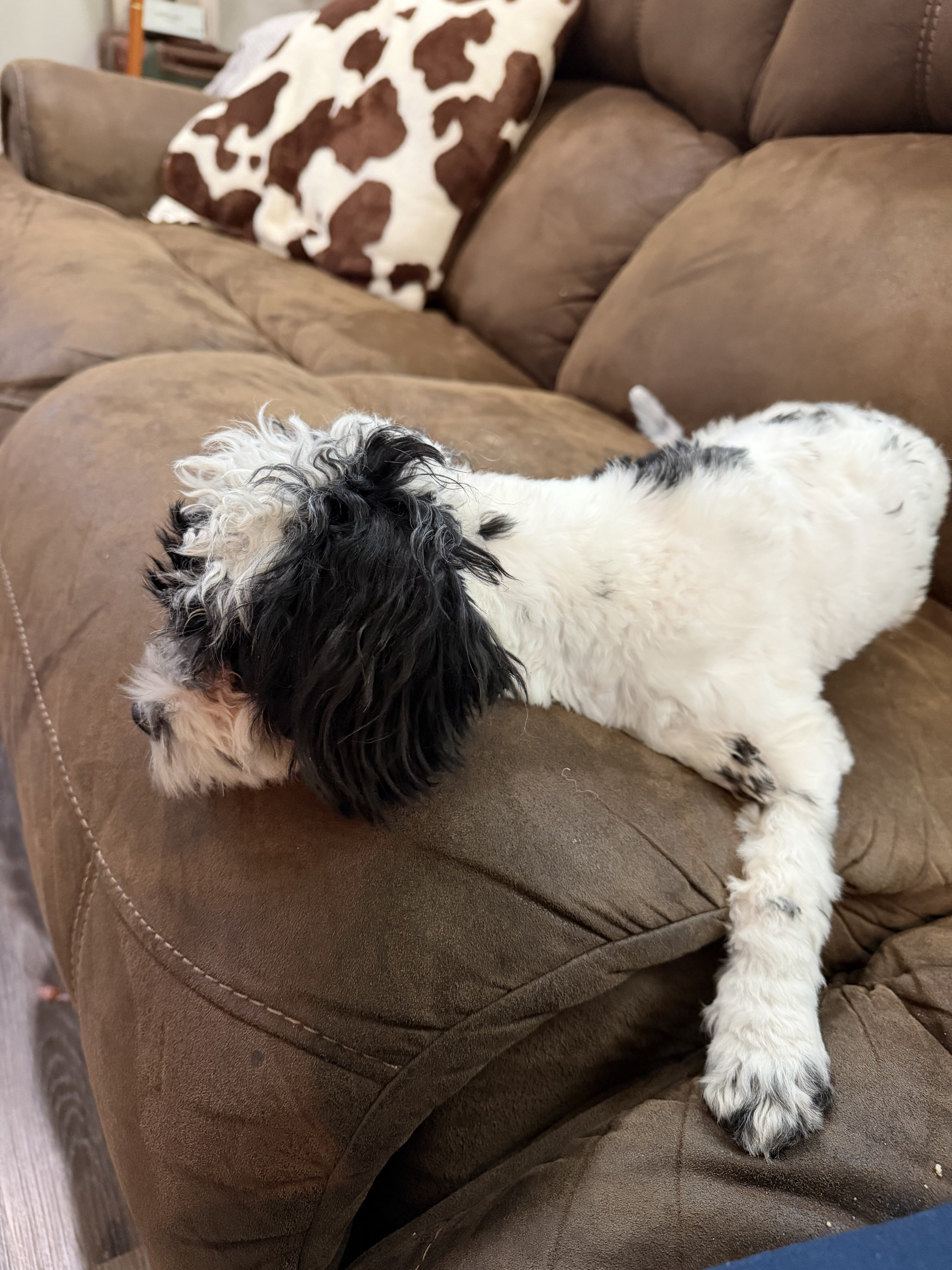 Maltipoo image 2