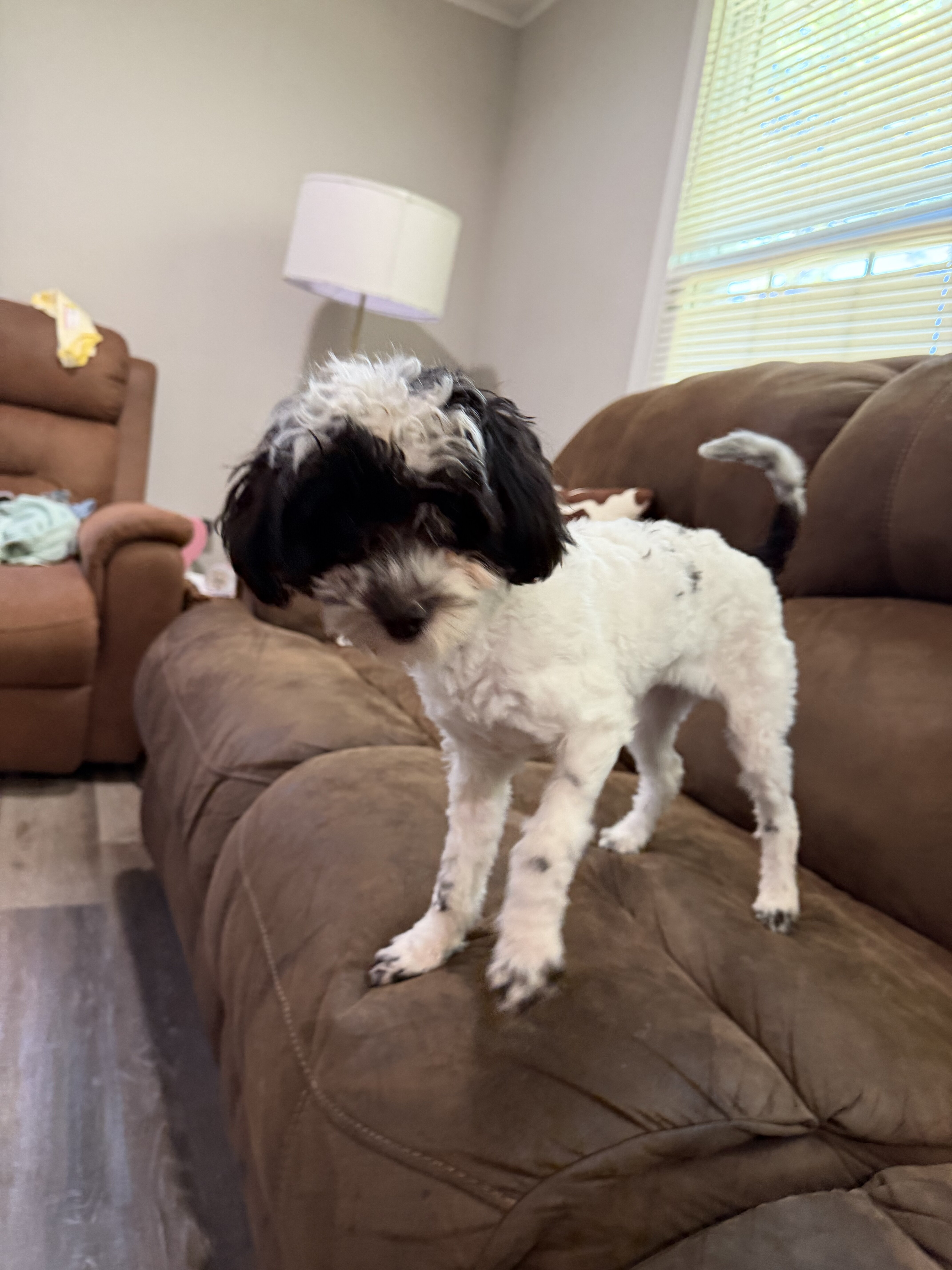 Maltipoo image 1