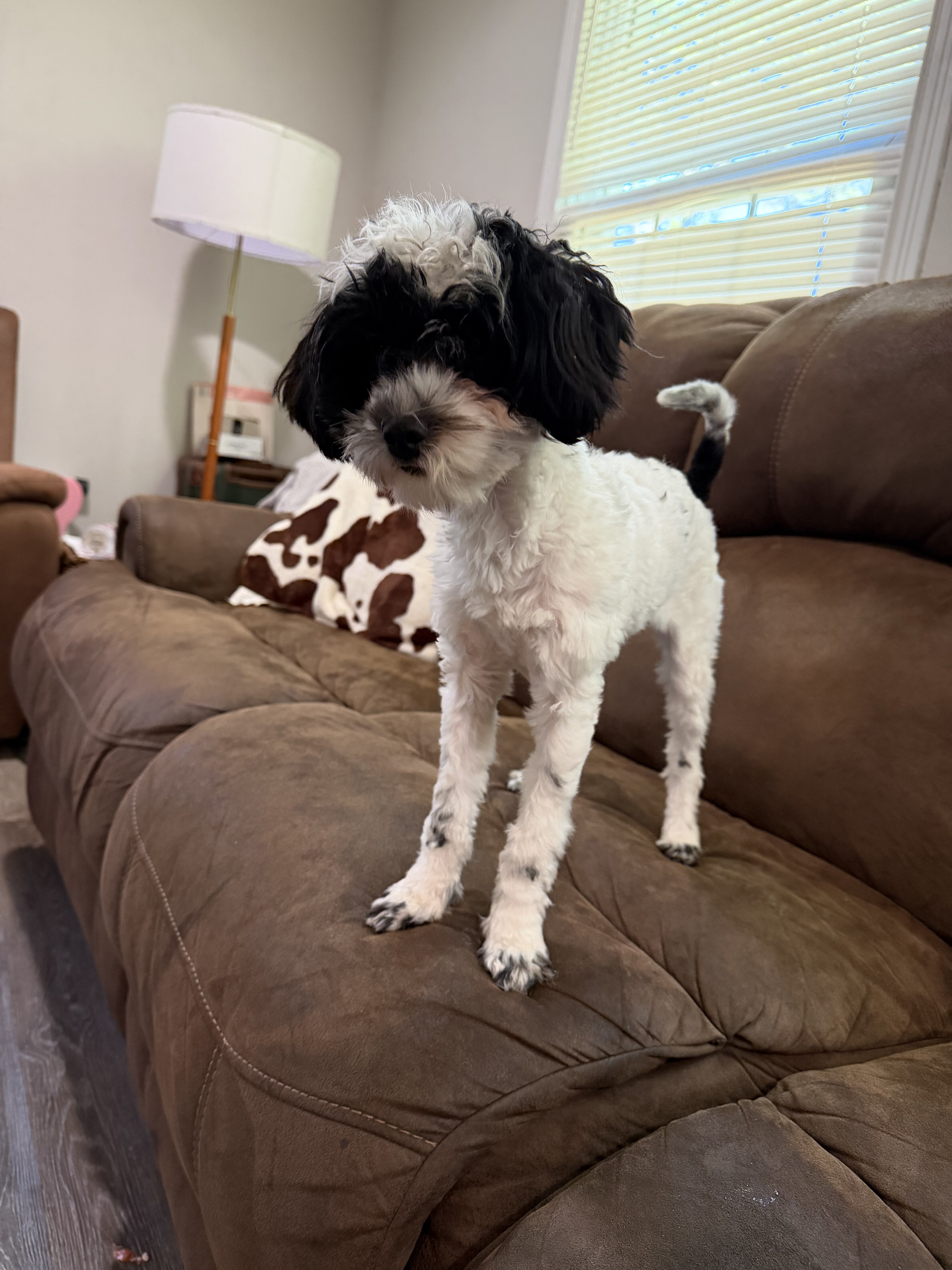 Maltipoo image 3