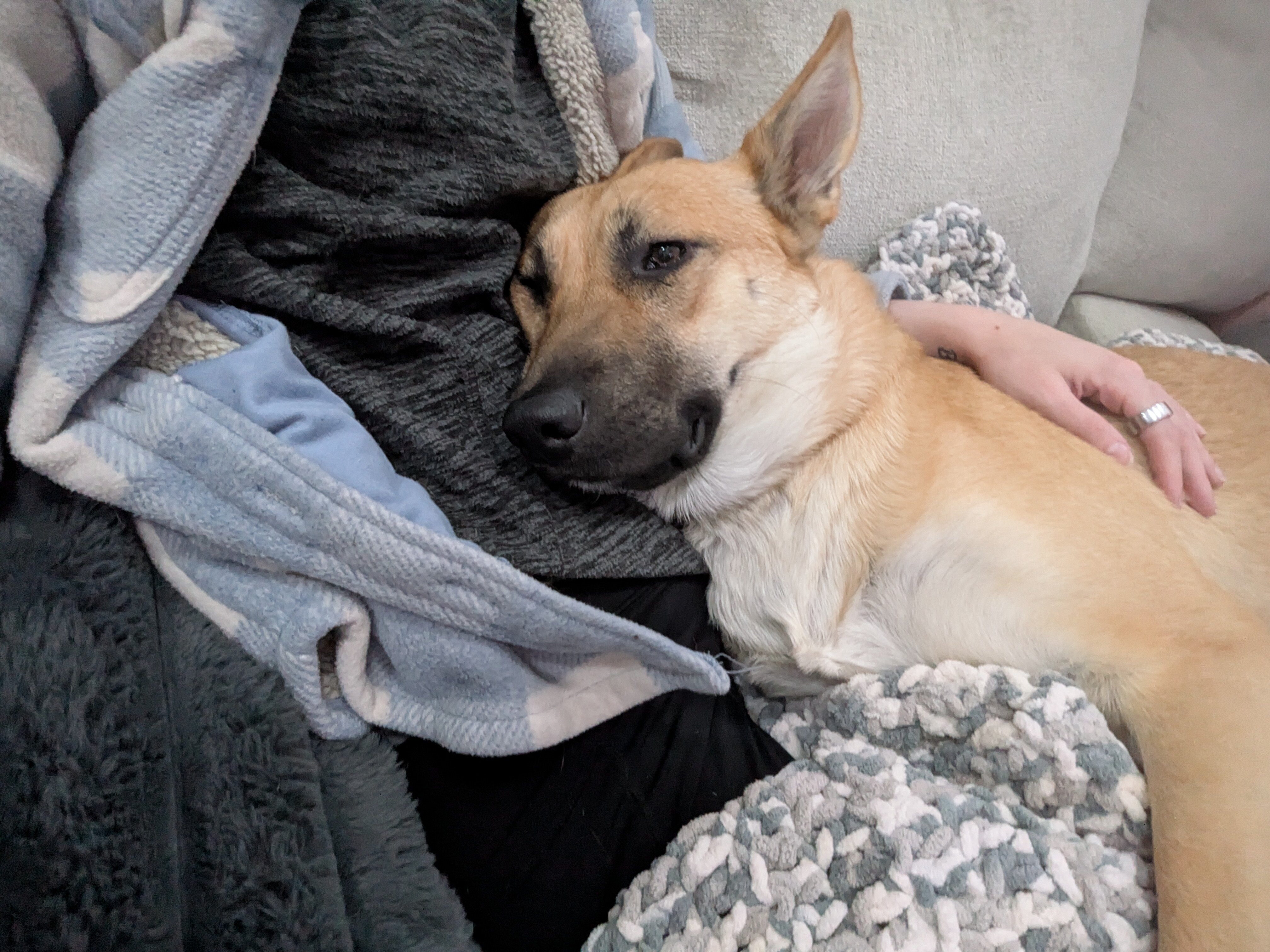 Malinois Mix image 1