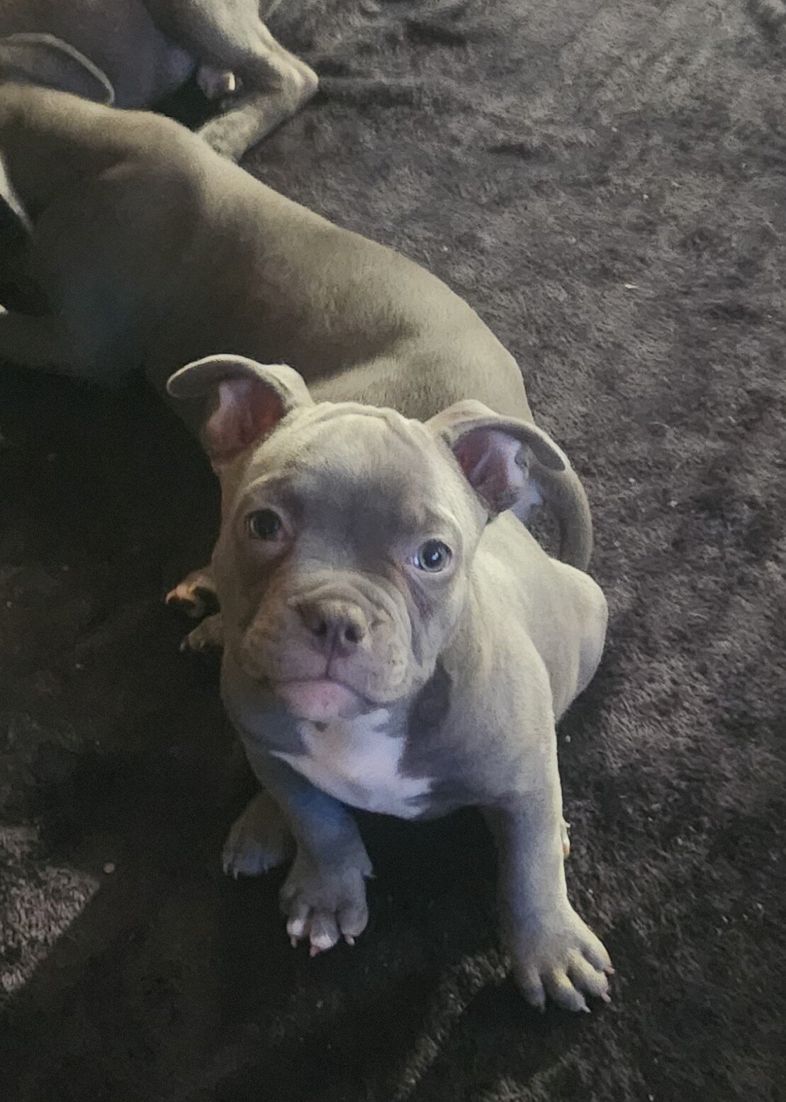 American bully puppy image 1