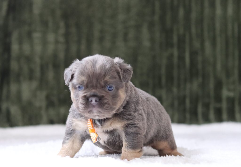 Fluffy French Bulldogs For Sale image 2
