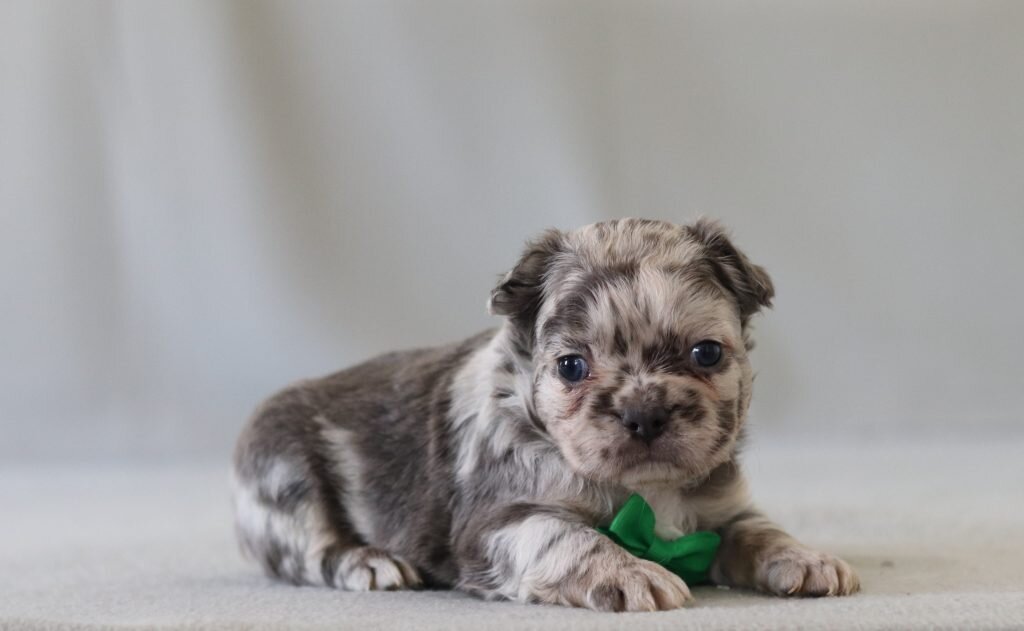 Fluffy French Bulldogs For Sale image 1